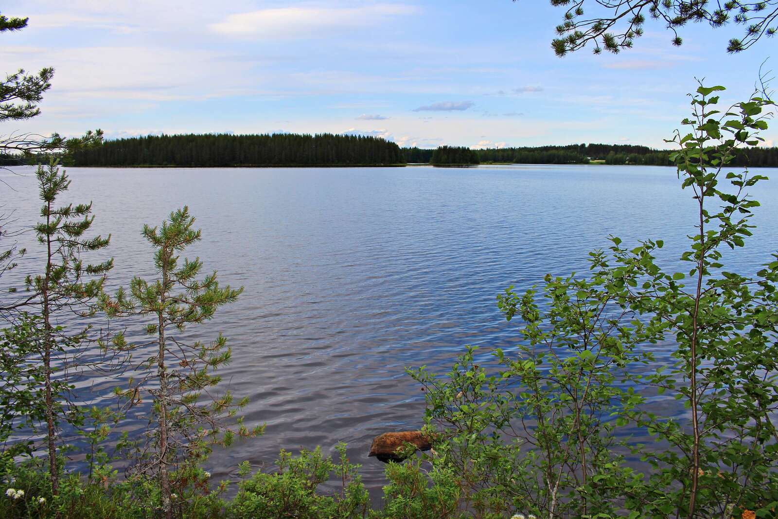 Nuoret puut reunustavat kesäistä järvimaisemaa. Rantavedessä on kivi.