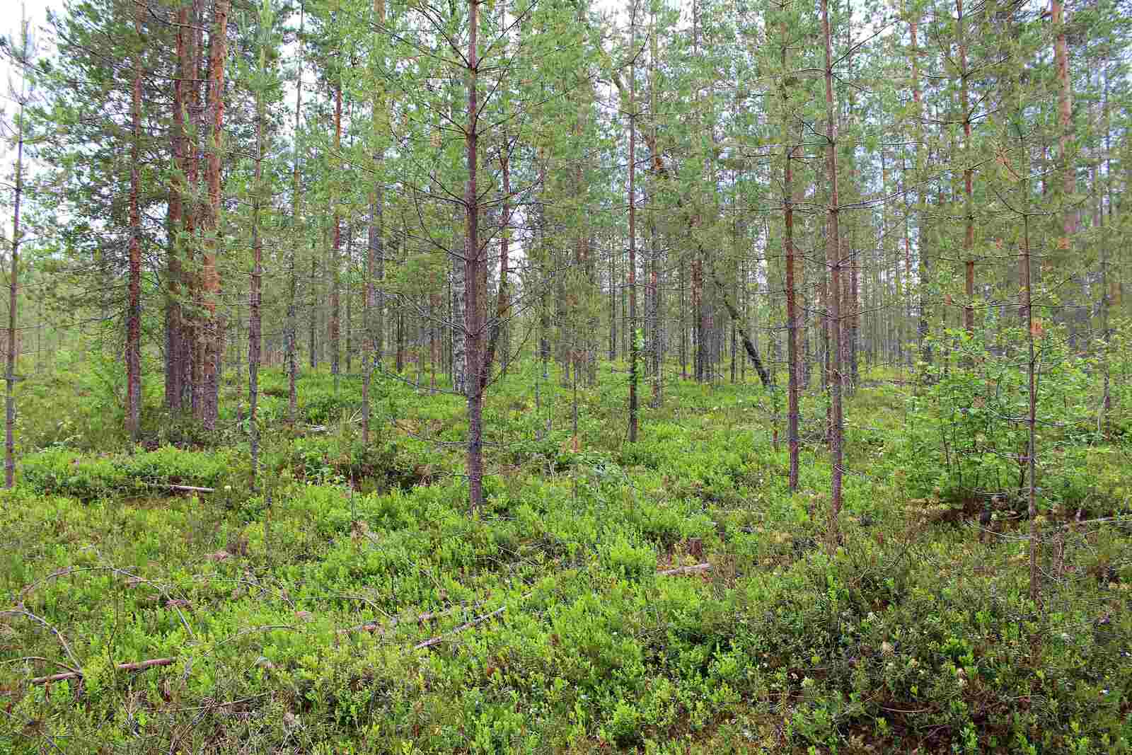 Mäntymetsässä kasvaa myös nuoria koivuja.