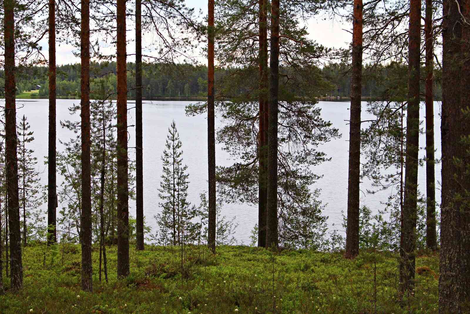 Järven rannassa kasvaa eri ikäisiä mäntyjä.