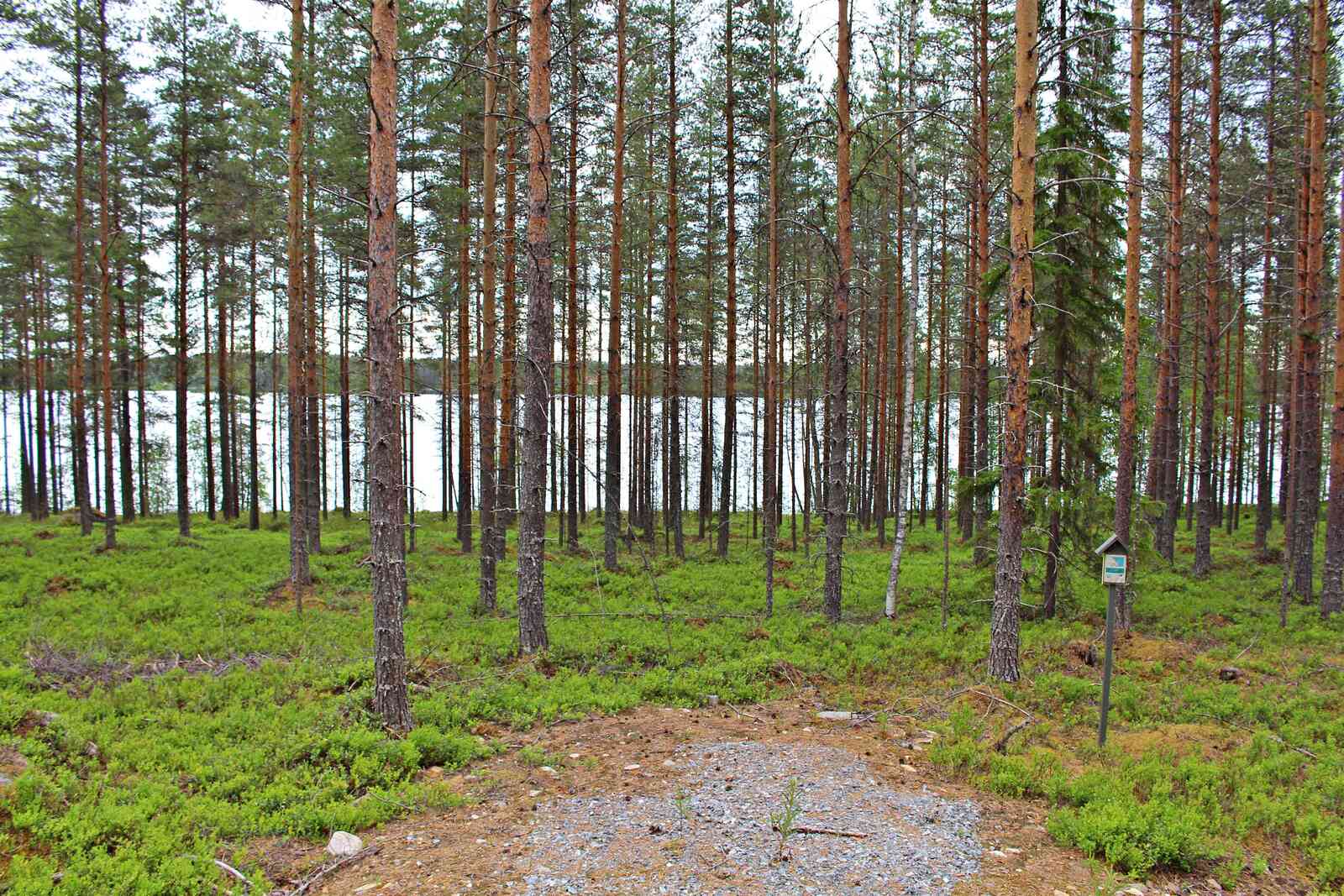 Mäntymetsää Nurmesjärven rannalla. Seassa kasvaa jokunen kuusi.
