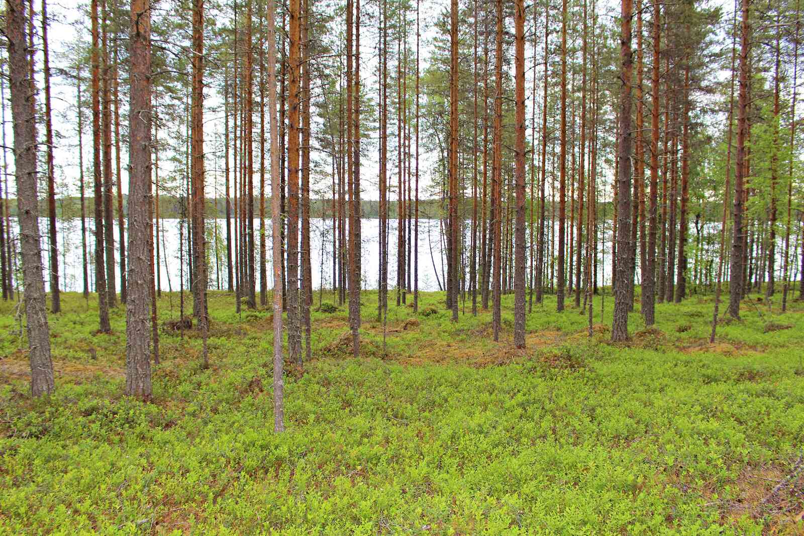 Mäntymetsää rannalla, taustalla aukeaa järvimaisema.