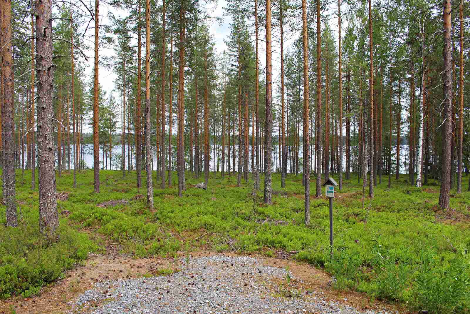 Avaran mäntymetsän edustalla on tonttitie ja tonttikyltti.