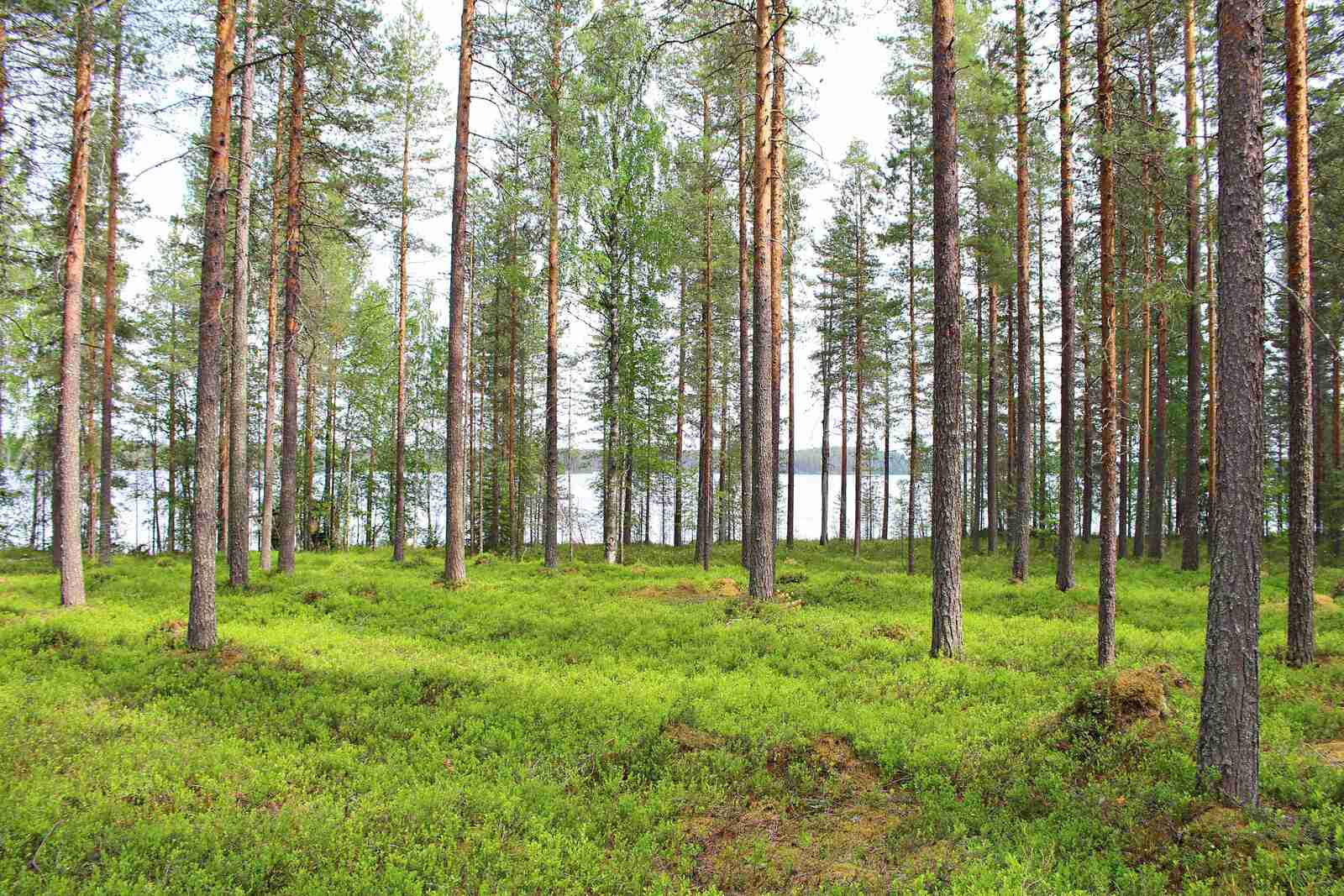 Aurinko paistaa vehreään mäntymetsään, taustalla näkyy järvi.