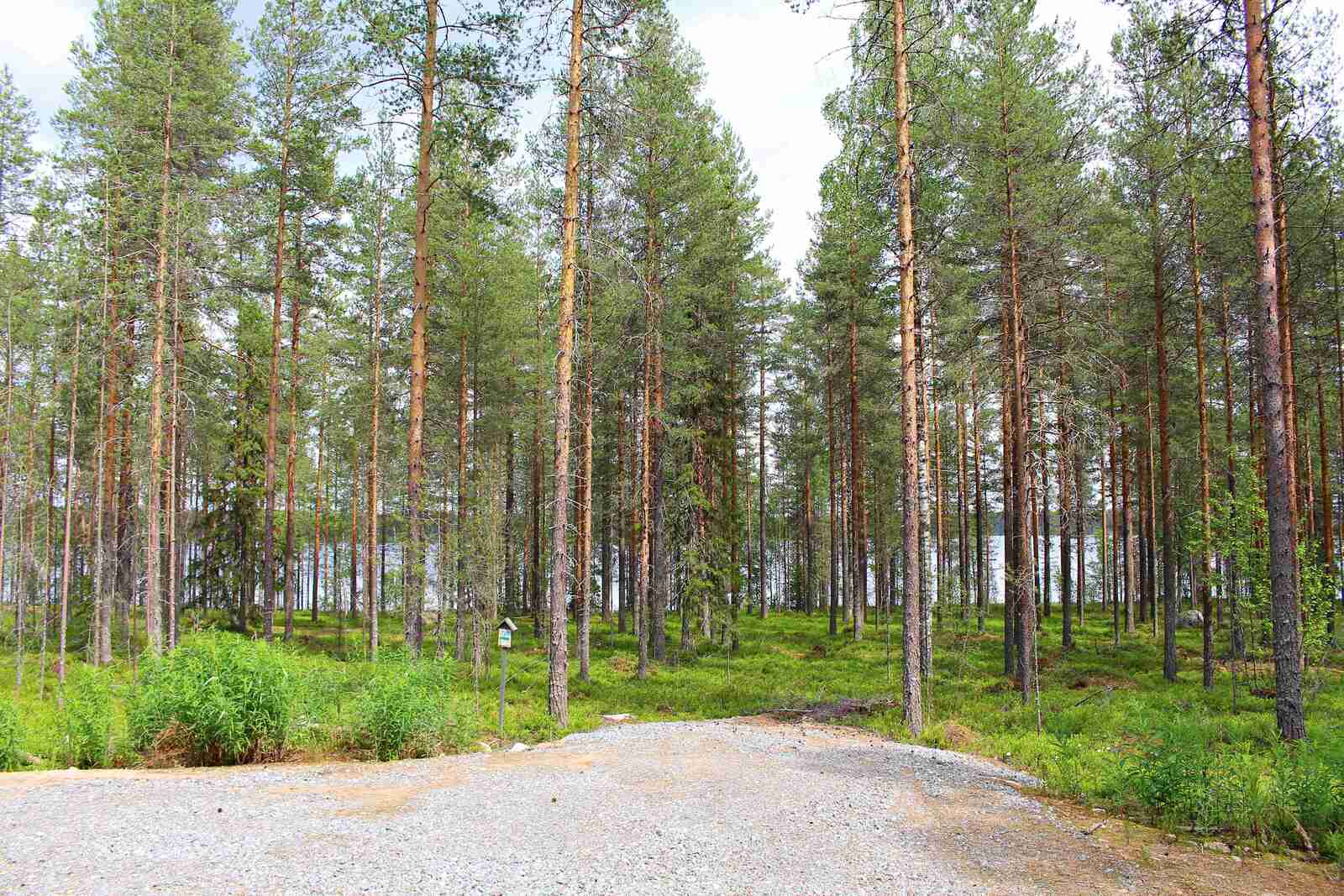 Mäntyvaltaisen metsän edustalla on sorapintainen tonttiliittymä. Taustalla häämöttää järvi.