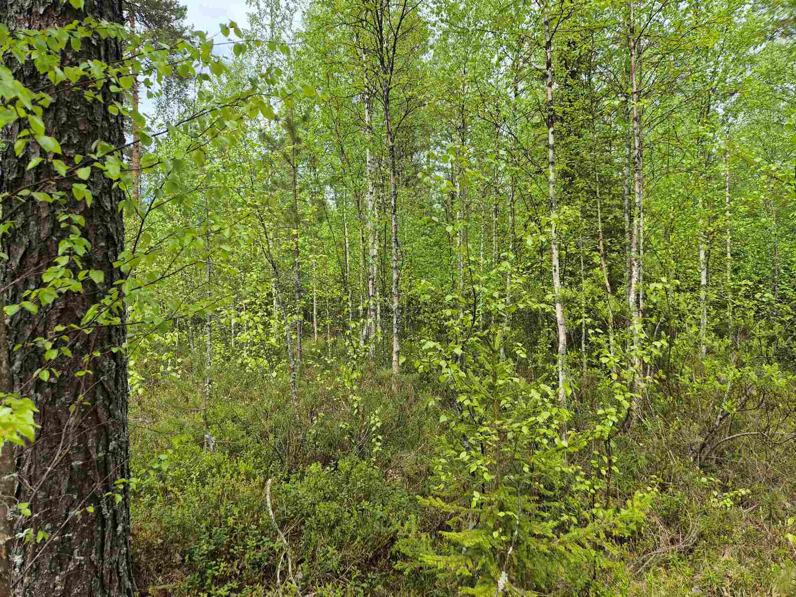 Tiheää koivutaimikkoa, etualalla kasvaa järeämpi mänty.