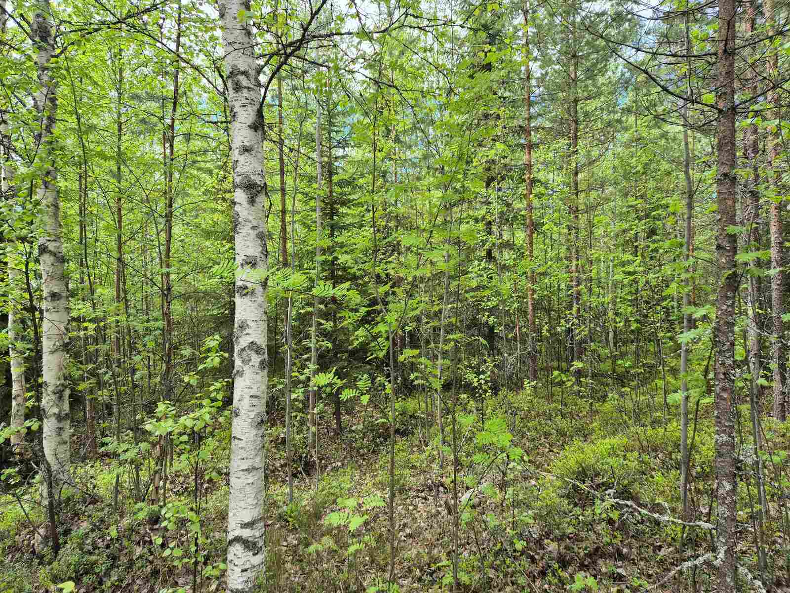 Tiheää taimikkoa, pääasiassa lehtipuita.