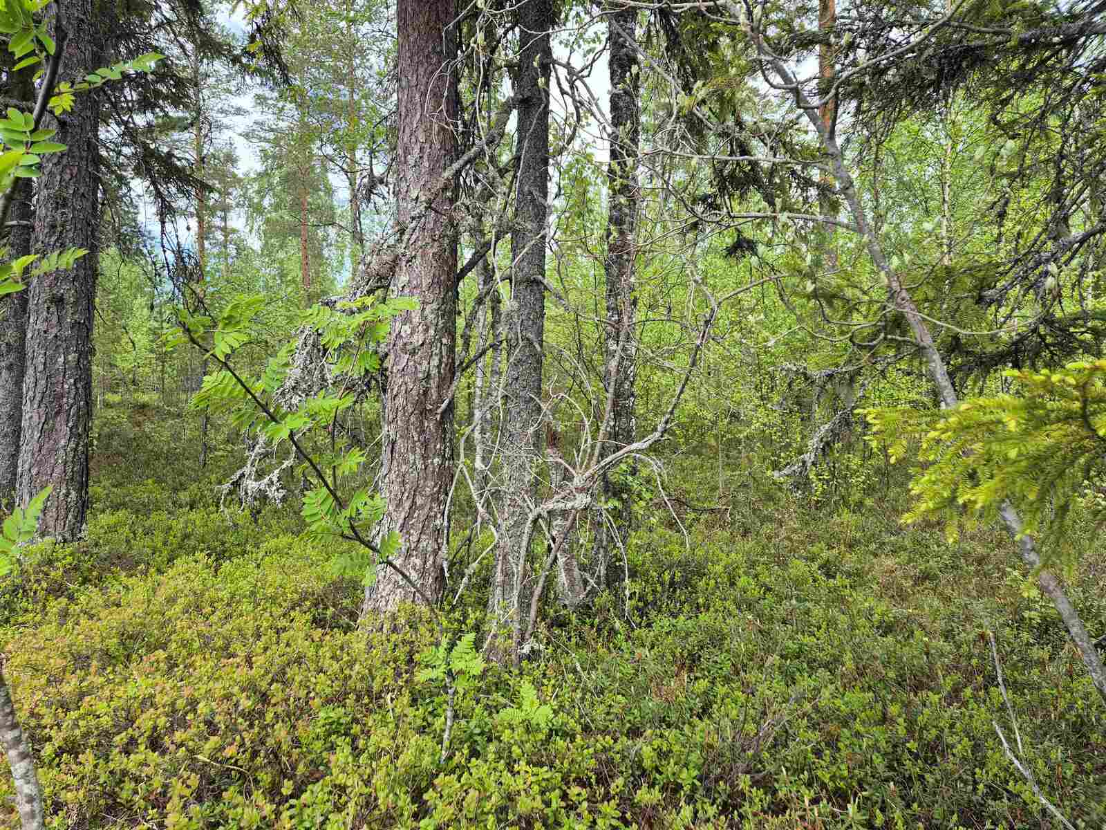 Kuntan keskeltä kasvaa kasvavat havupuun rungon korkeuksiin.