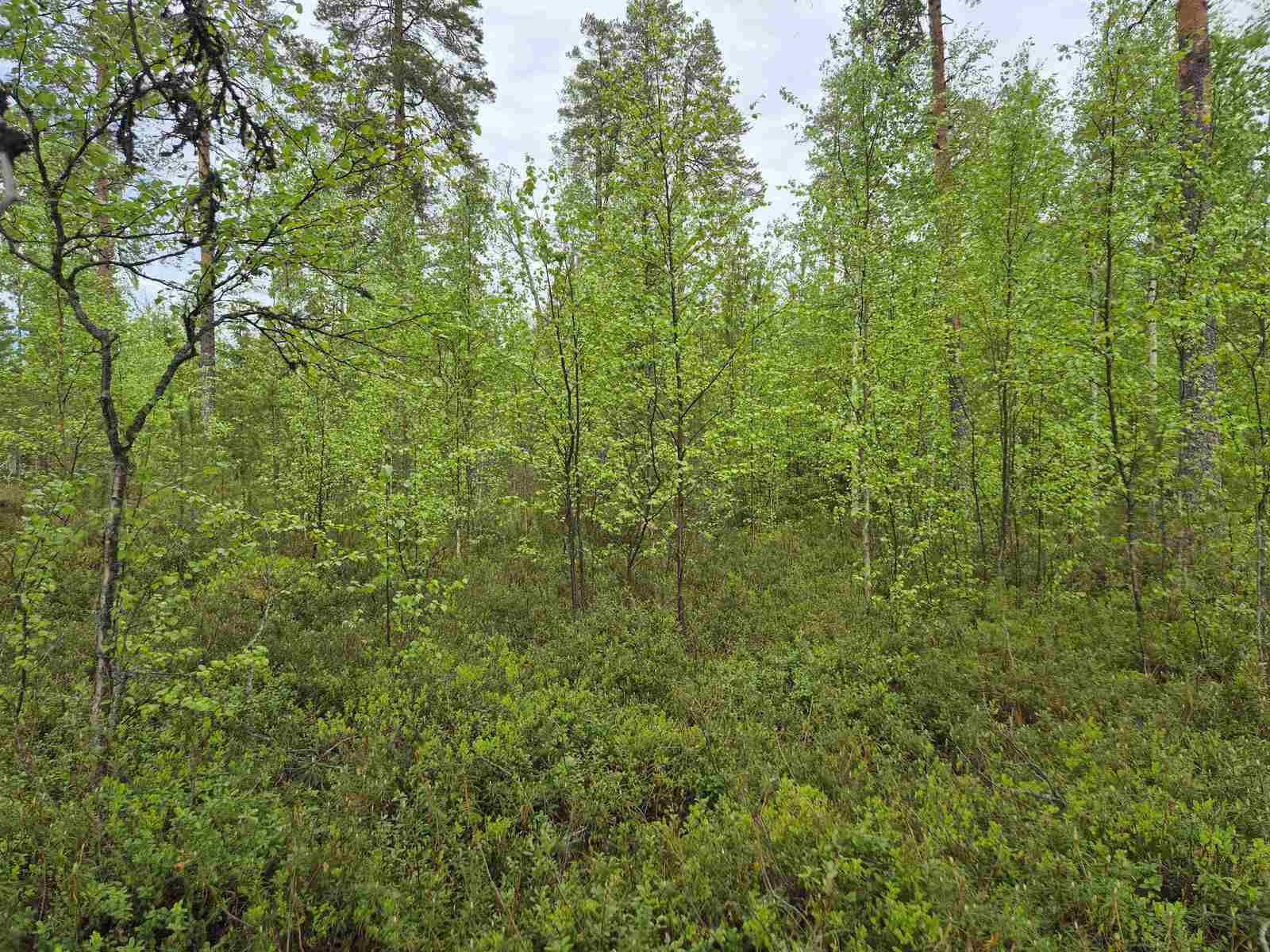Tiheää koivutaimikkoa, etualalla kasvaa kunttaa.