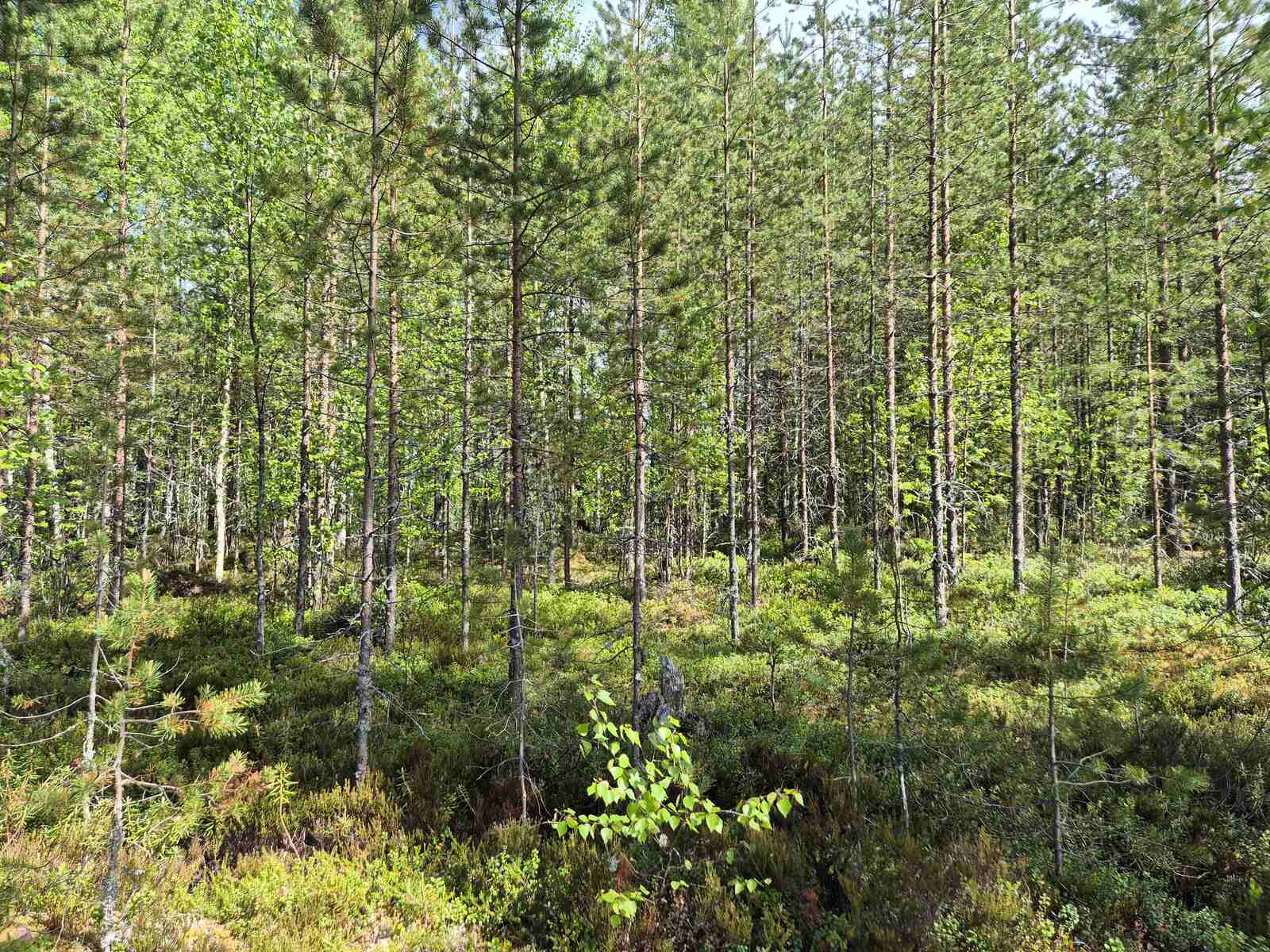 Auringossa kylpevää mäntytaimikkoa.