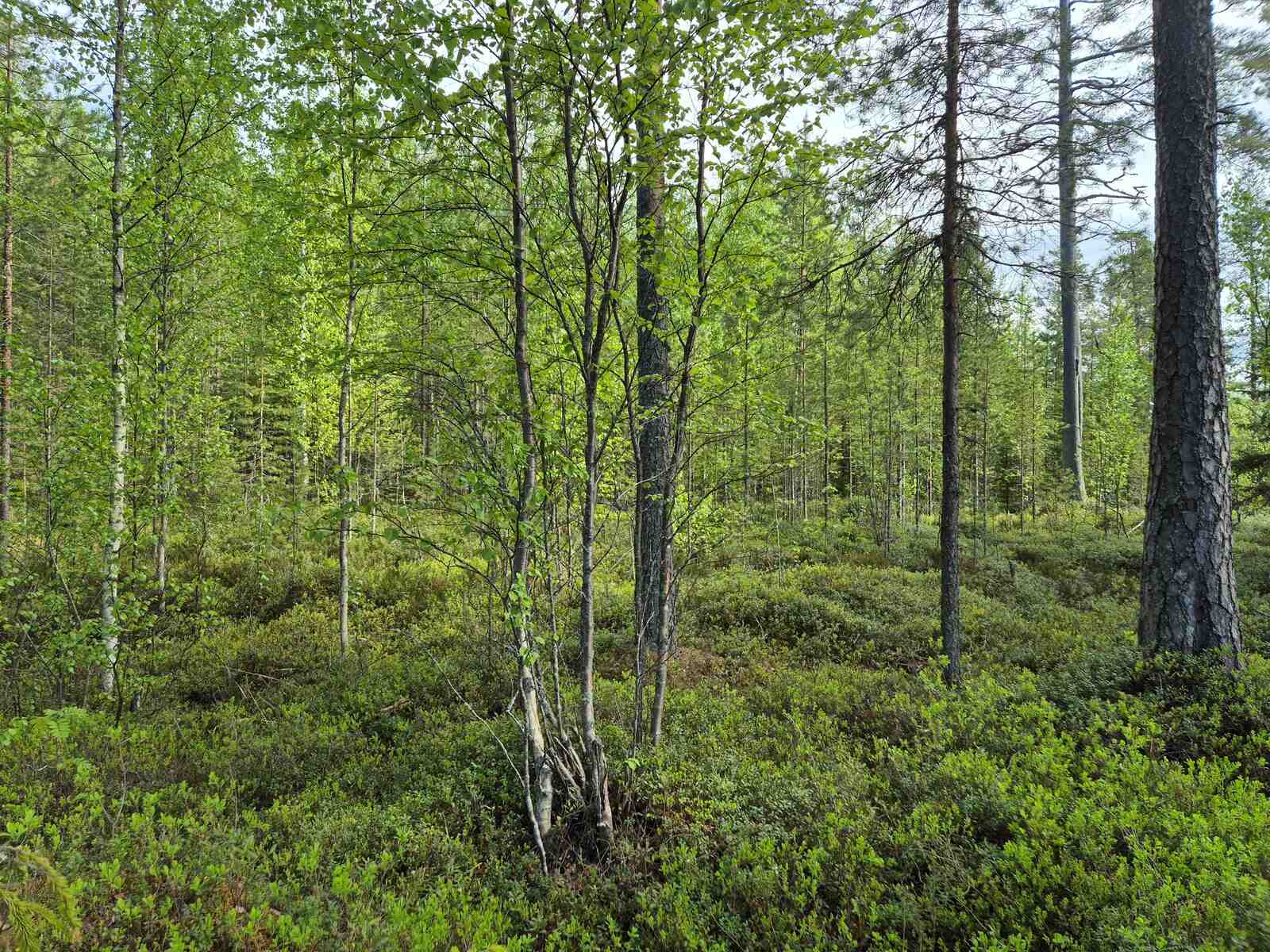 Yksittäisiä nuoria puita tontilla, taustalla tiheä taimikko.
