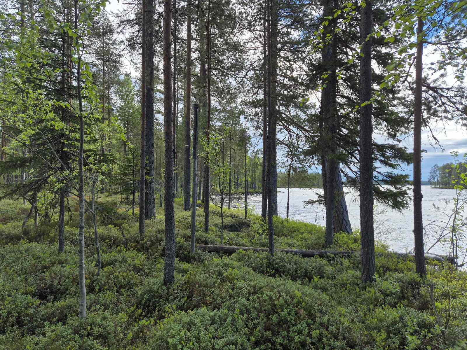 Rannan harvaa varttunutta puustoa, maassa kasvaa kunttaa.