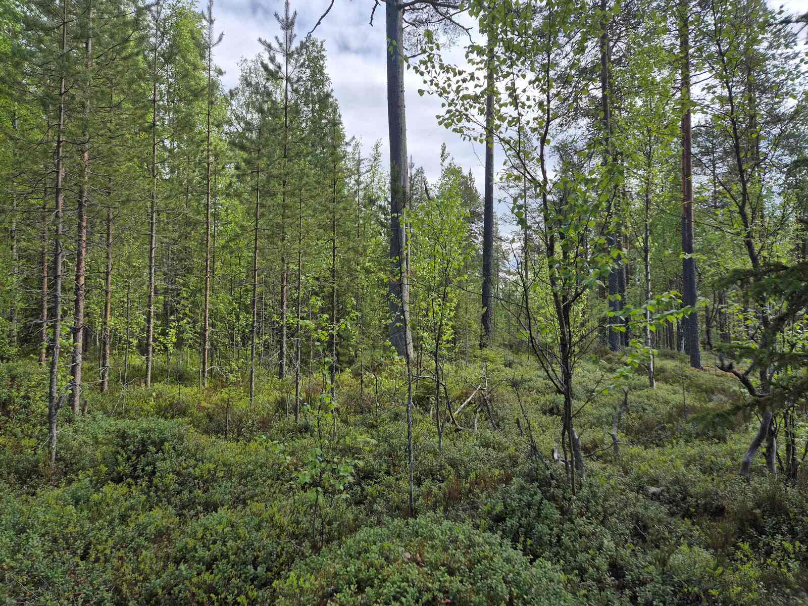 Yksittäisiä nuoria puita tontilla, taustalla tiheä taimikko.