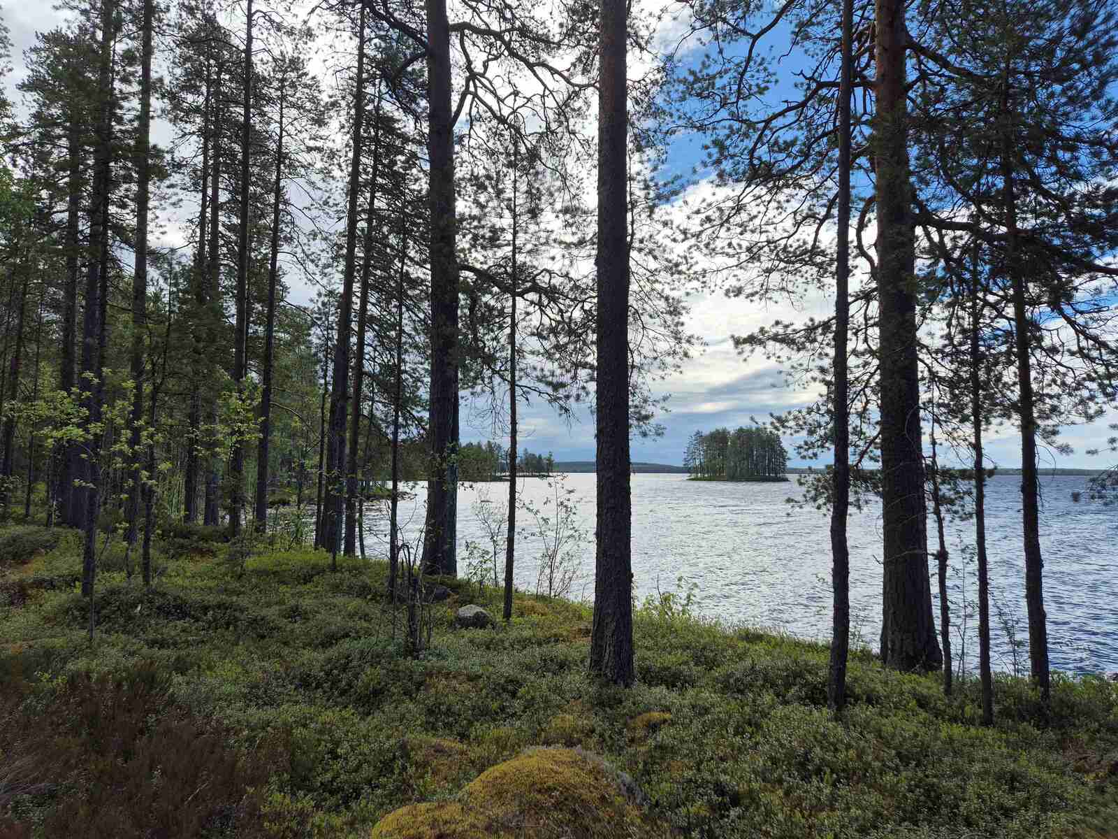 Rannan harvaa varttunutta puustoa, maassa kasvaa kunttaa.
