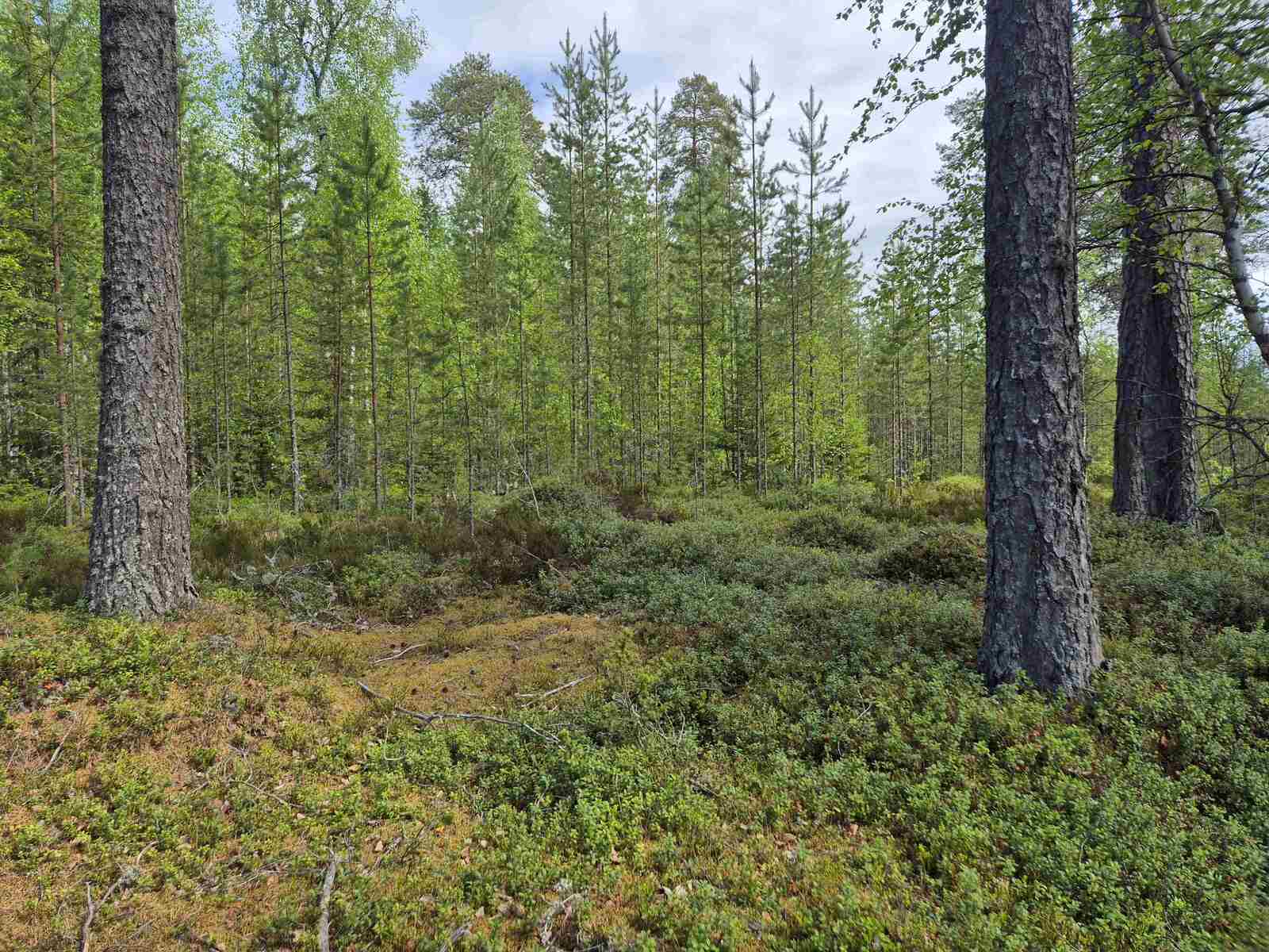 Tiheää koivu- ja mäntytaimikkoa taustalla, etualalla on jo iäkkäitä männynrunkoja.
