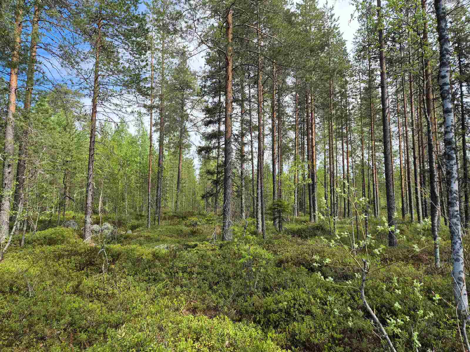 Nuoria mäntyjä ja koivuja tontin ranta-alueella, taustalla tiheä taimikko.