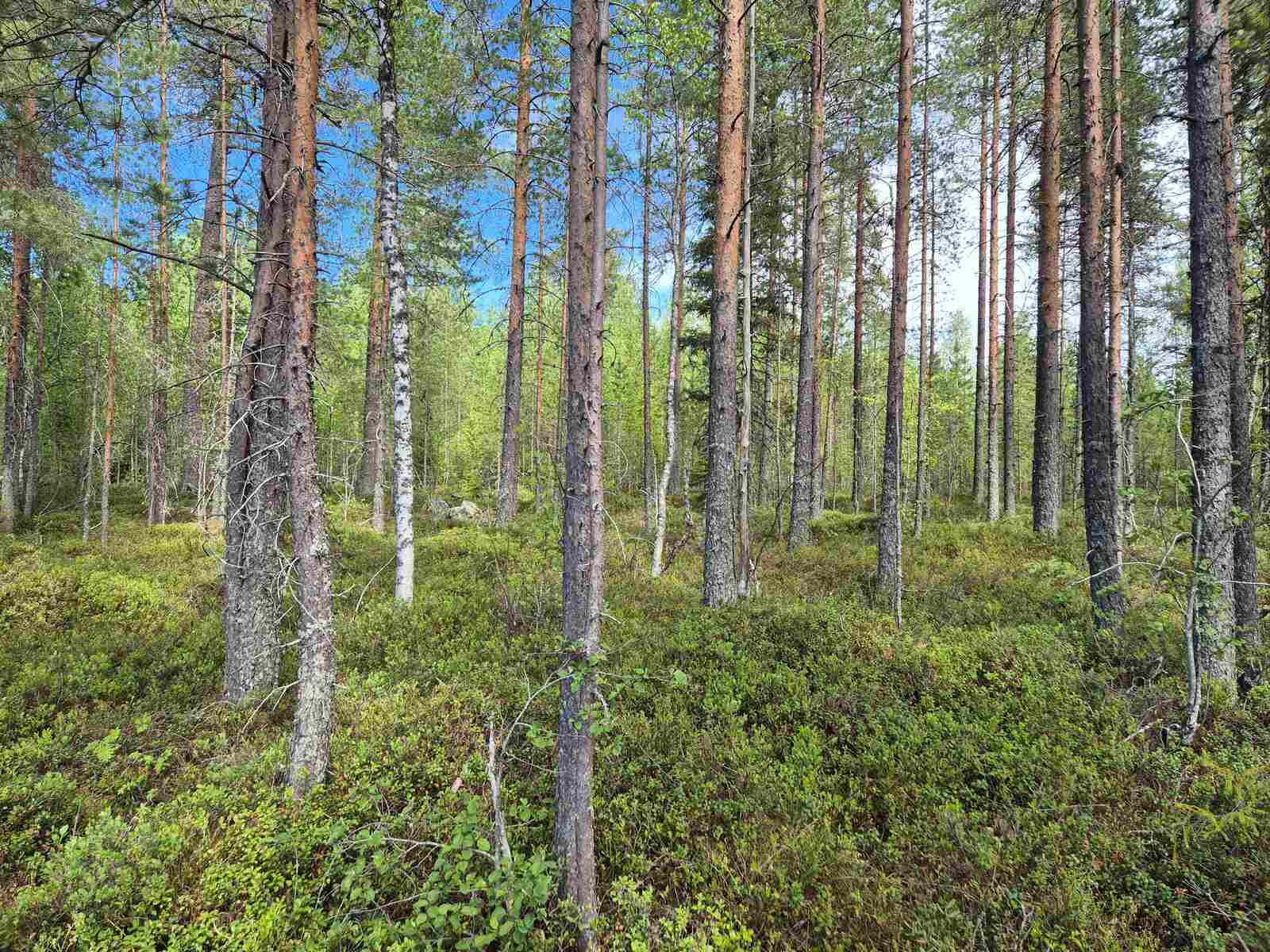 Nuoria mäntyjä ja koivuja tontin ranta-alueella, taustalla tiheä taimikko.