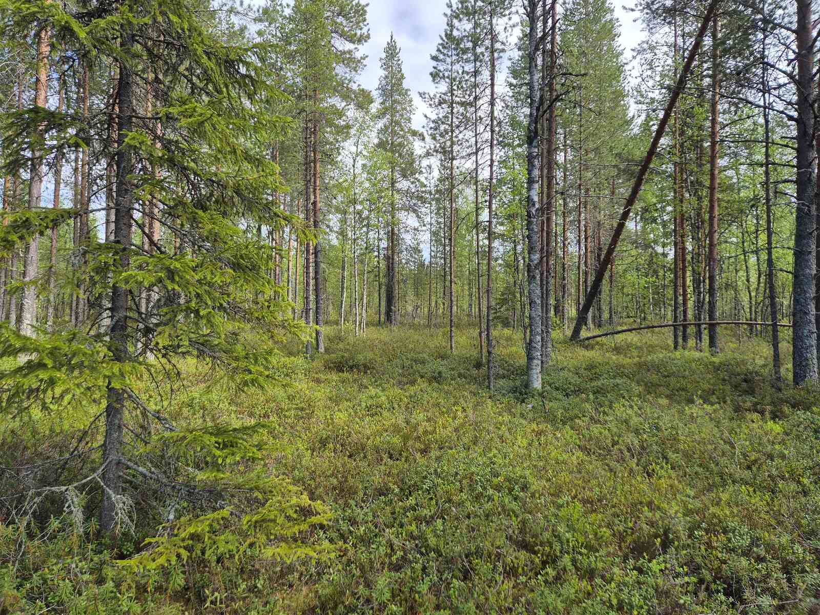 Tontin harvaa puustoa, yksi puu on kaatunut ja nojaa toiseen.