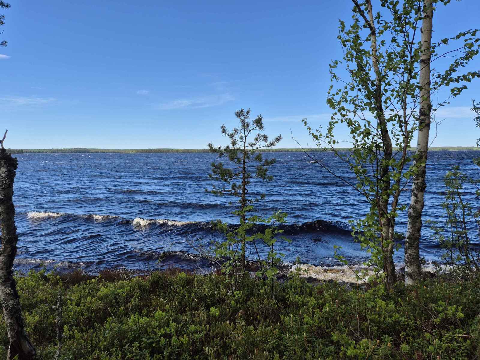 Yksittäisiä nuoria puita rannalla, taustalla järvellä on isot vaahtopäiset aallot.