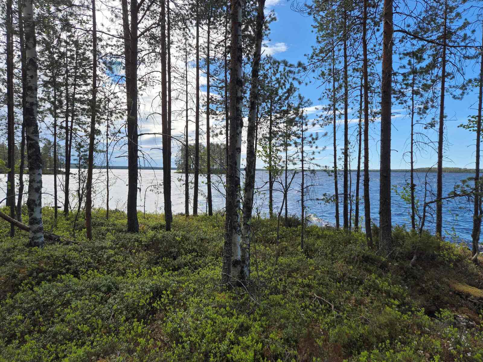 Rannan harvaa puustoa, taustalla näkyy saaria ja järvi.