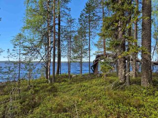 Auringossa kylpevää puustoa rannalla, taustalla näkyy järvi.