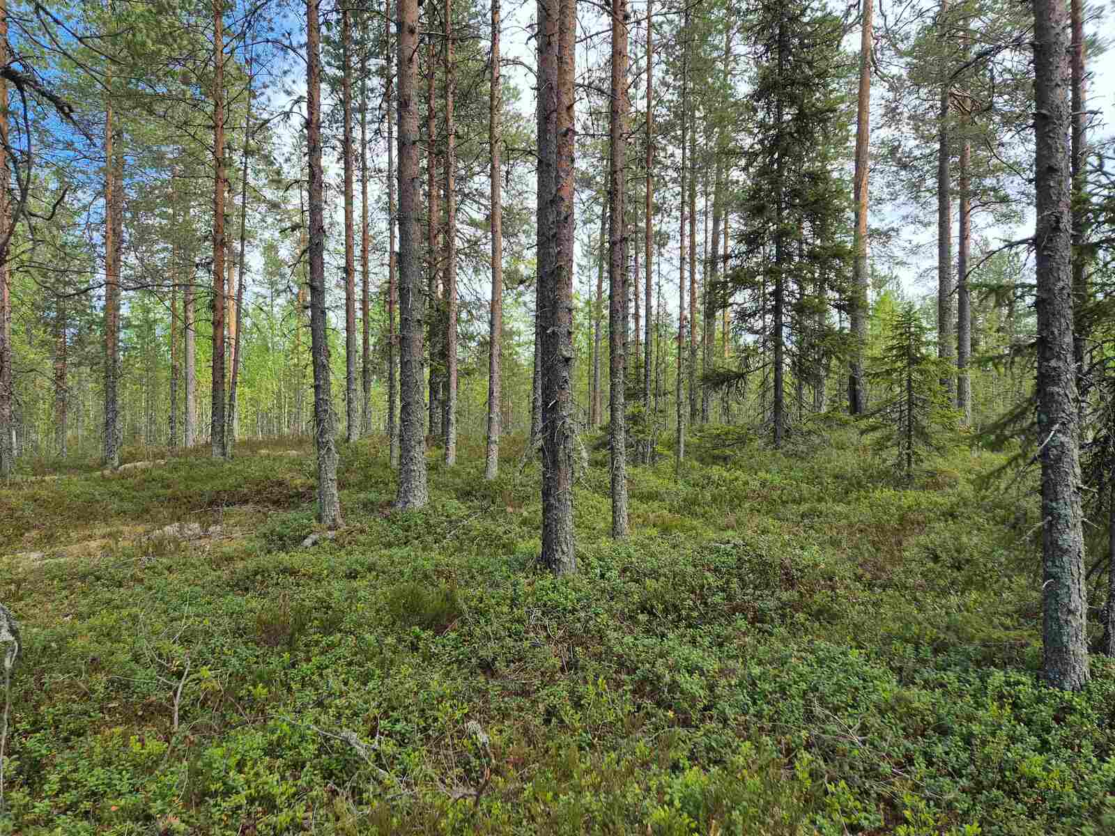 Tontin harvaa ja varttunutta puustoa kaukana takana näkyy tiheää taimikkoa.