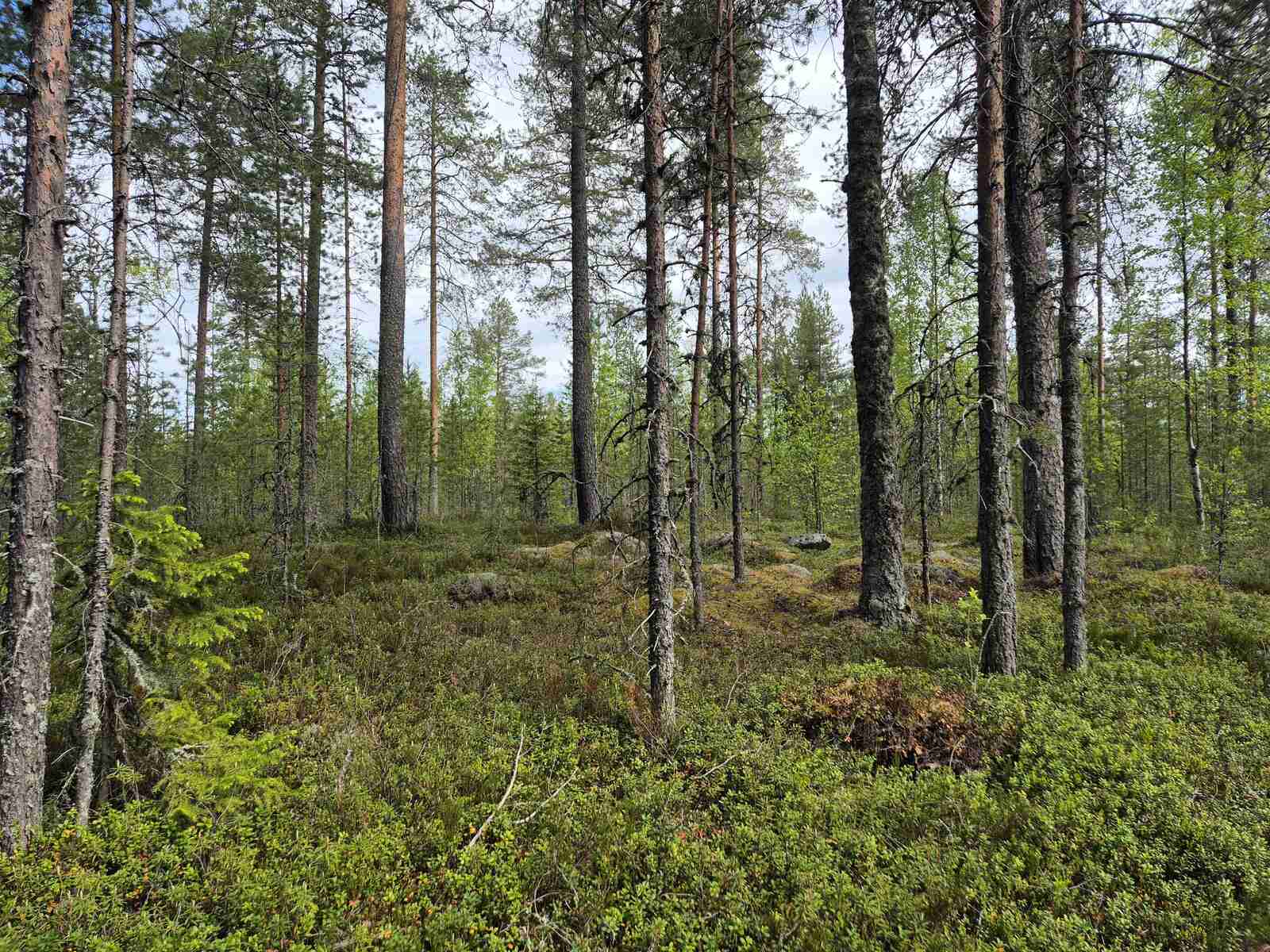 Tontin harvaa ja varttunutta puustoa kaukana takana näkyy tiheää taimikkoa.