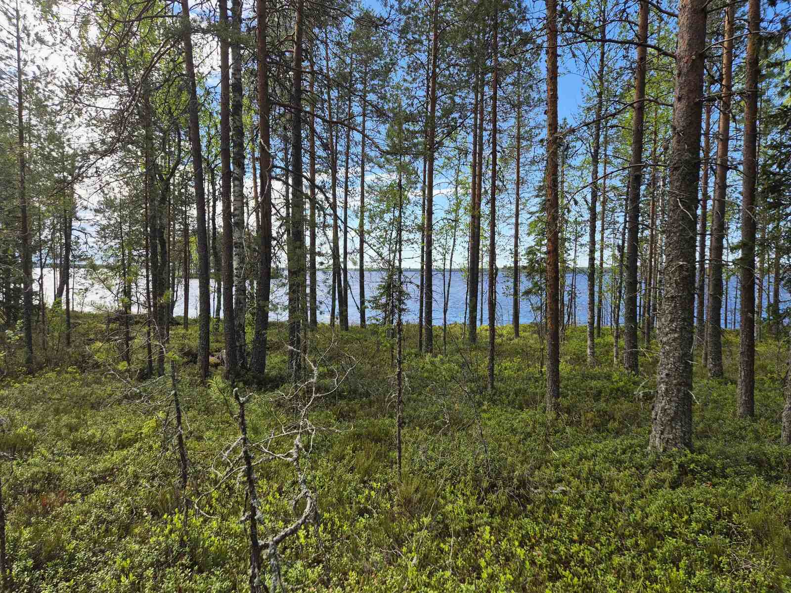 Rannan harvaa puustoa, taustalla pilkottaa järvi.