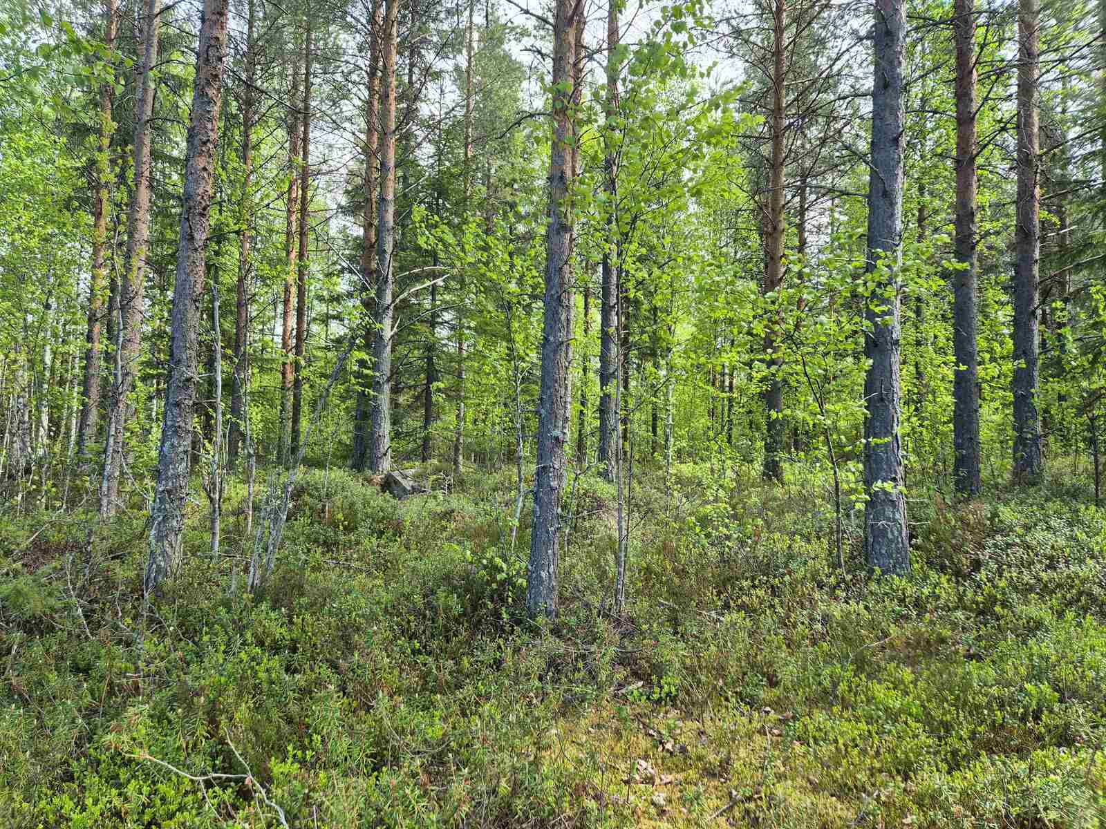 Tontin harvaa sekametsää aurinkoisessa säässä.