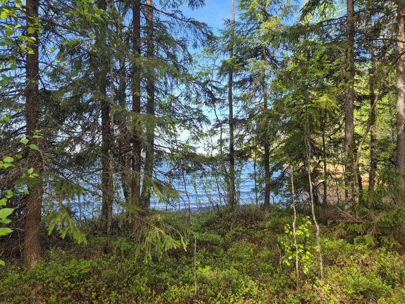 Rannan edustalla on sekametsää, taustalla pilkistää järvi.
