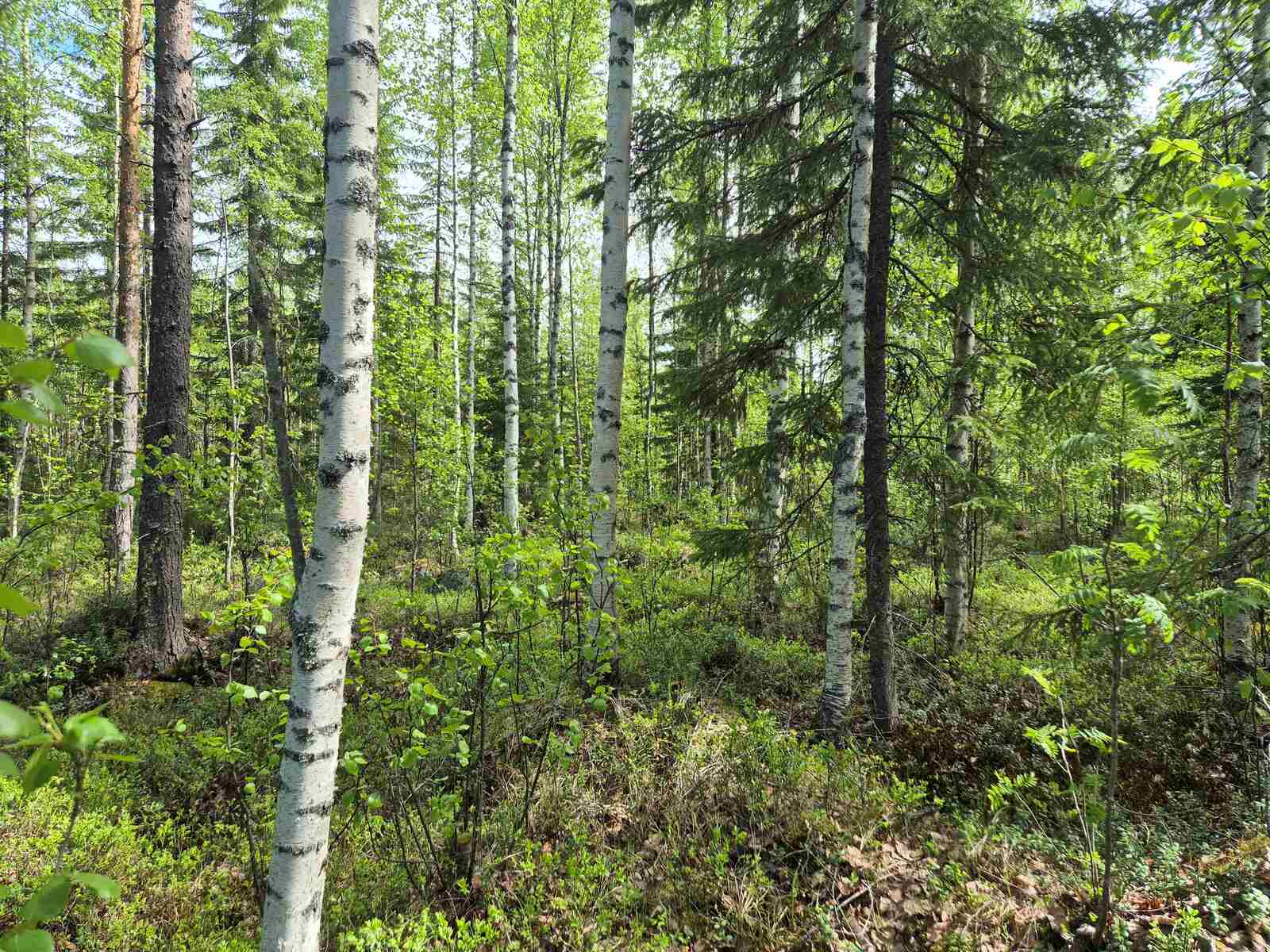 Tontilla on runsaspuustoista sekametsää.
