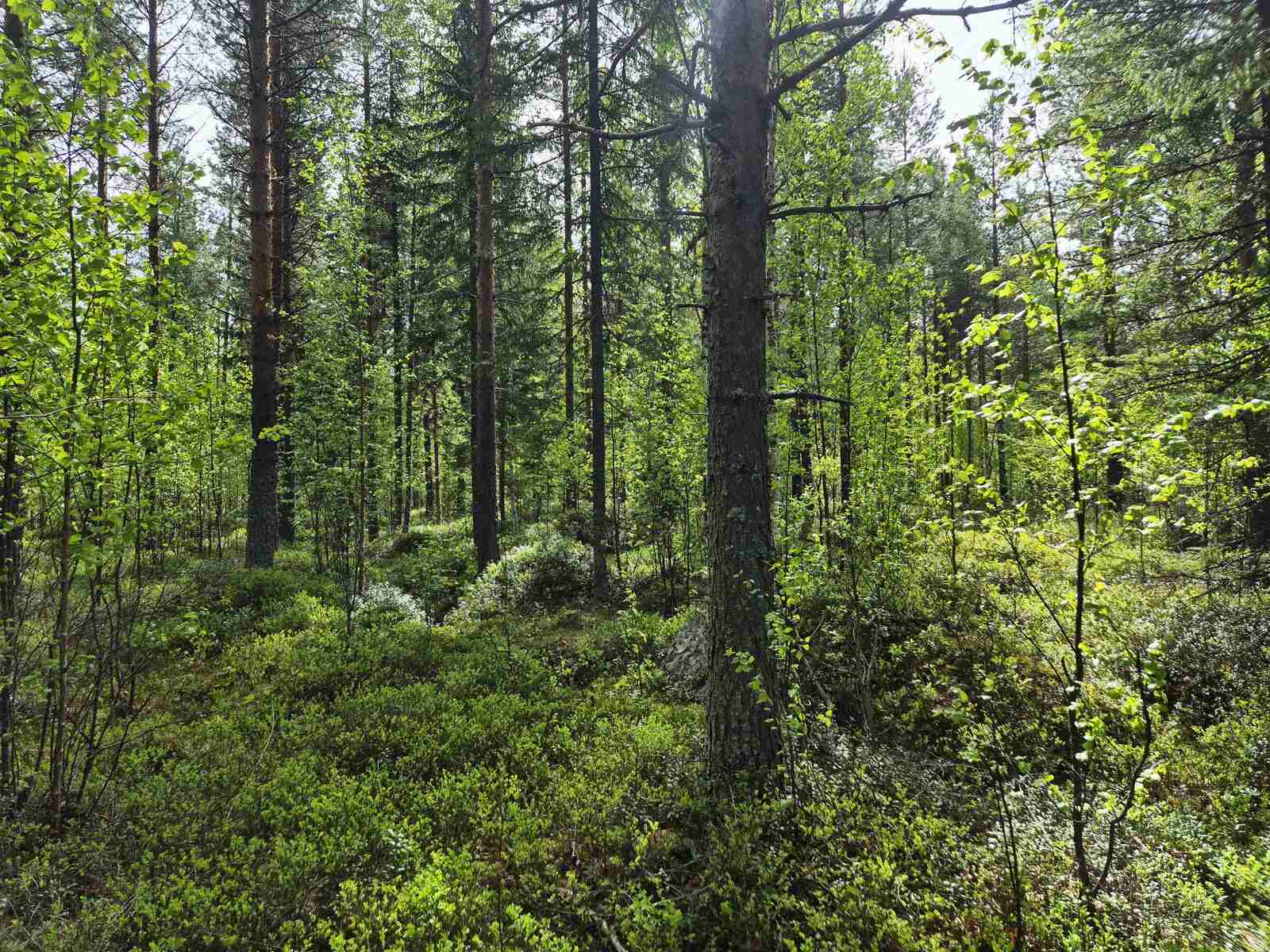 Tontin harvaa sekametsää aurinkoisessa säässä, taustalla tiheä taimikko.