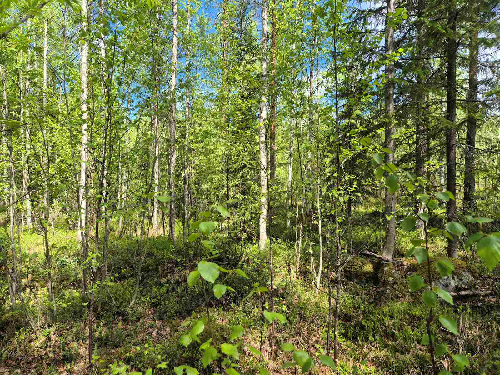 Tontilla on runsaspuustoista sekametsää.