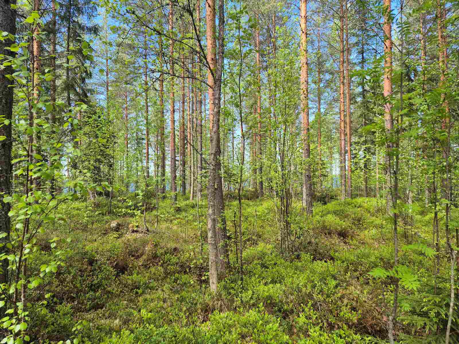 Tontin rehevää mäntyvaltaista puustoa ja maastoa.