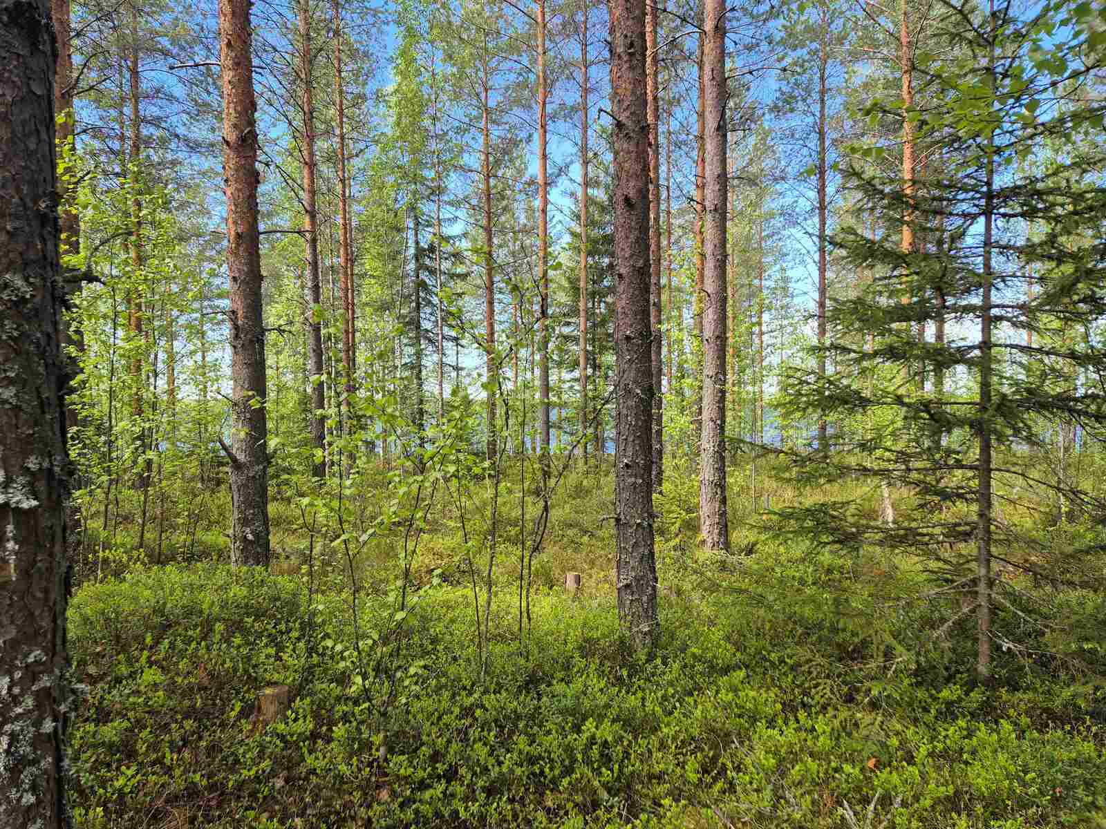 Tontin rehevää mäntyvaltaista puustoa ja maastoa.