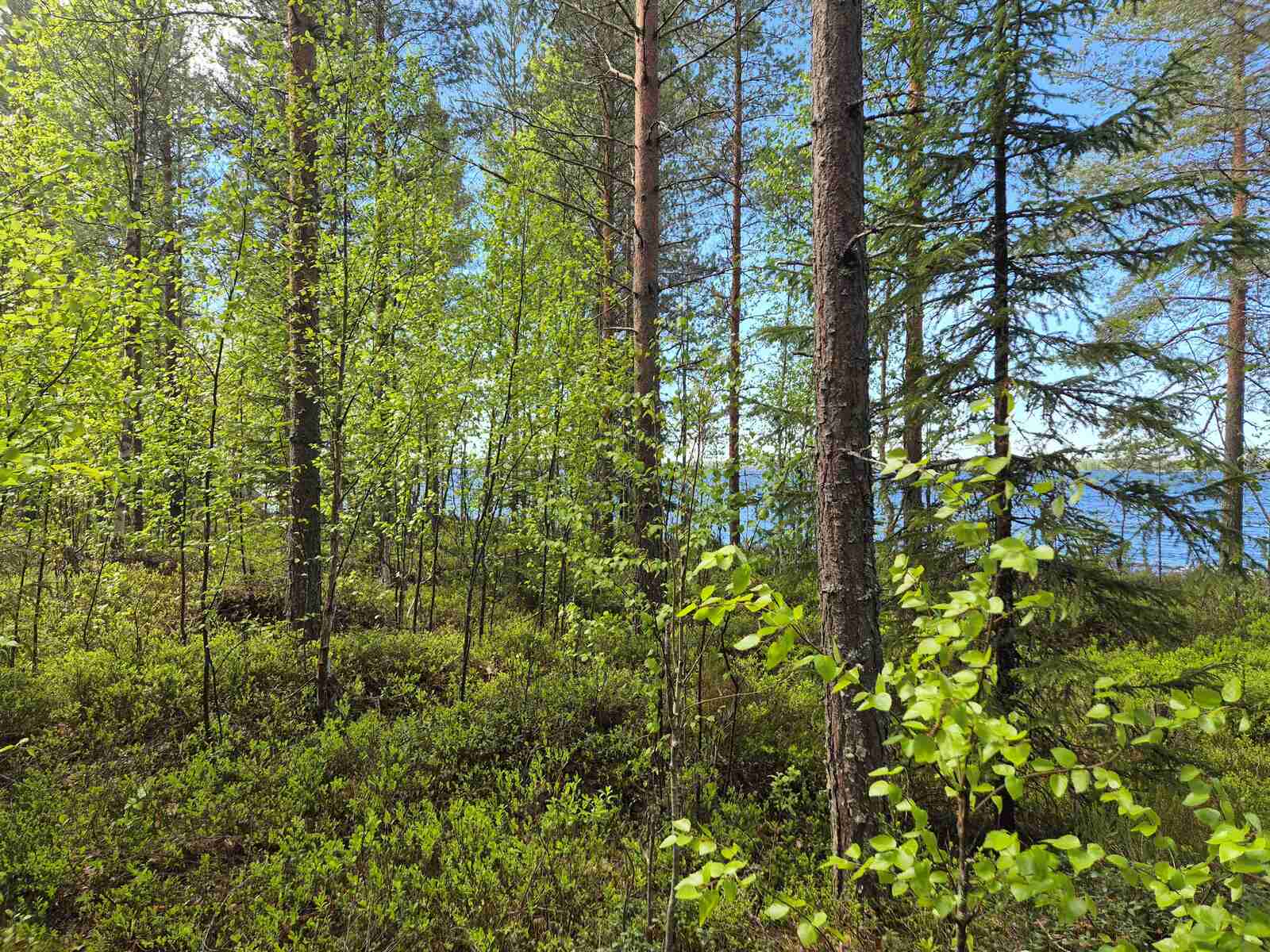 Tontin rehevää mäntyvaltaista puustoa ja maastoa, taustalla pilkottaa järvi.
