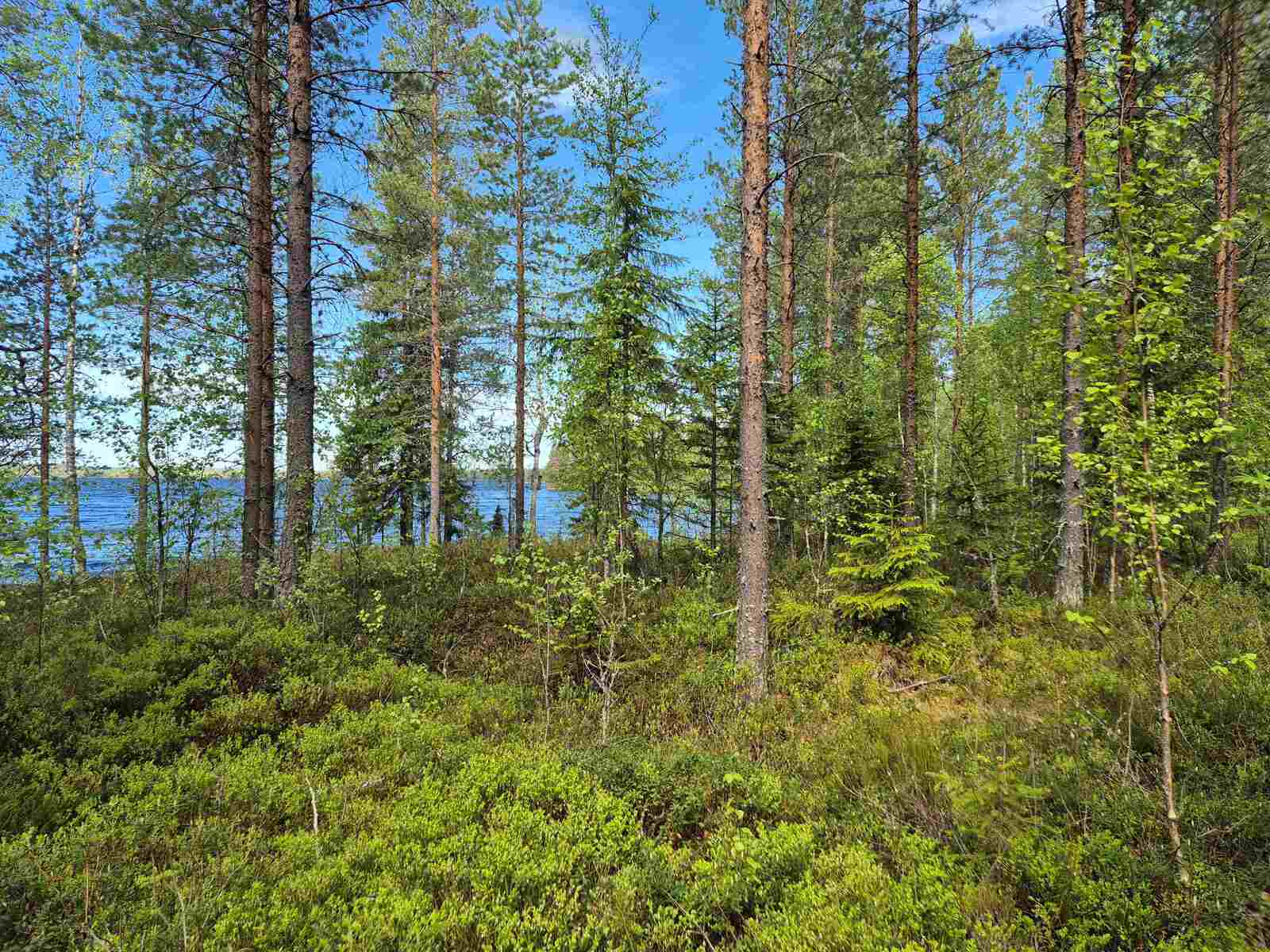 Tontin rehevää mäntyvaltaista puustoa ja maastoa, taustalla pilkottaa järvi.