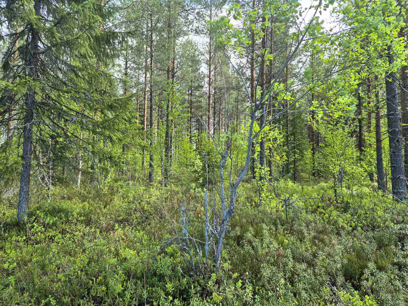 Tontin rehevää mäntyvaltaista puustoa ja maastoa, maassa kasvaa kunttaa.