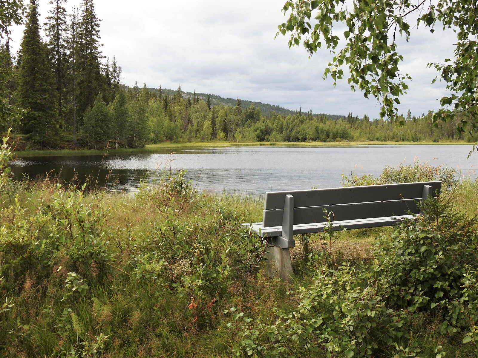 Kesäinen maisema lammen rannalta. Lammen rannalla on puinen penkki.
