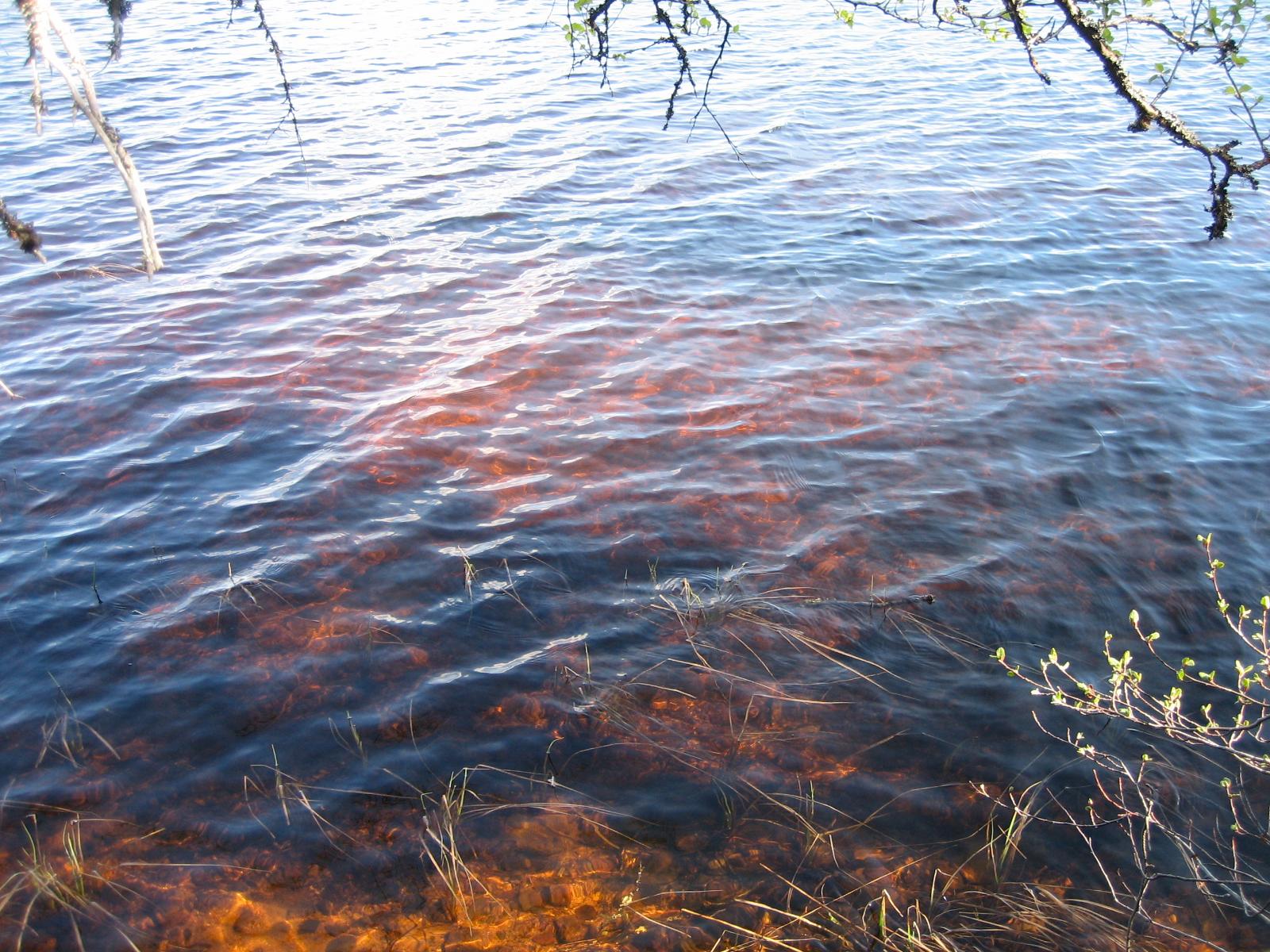 Perunkajärven rantaa