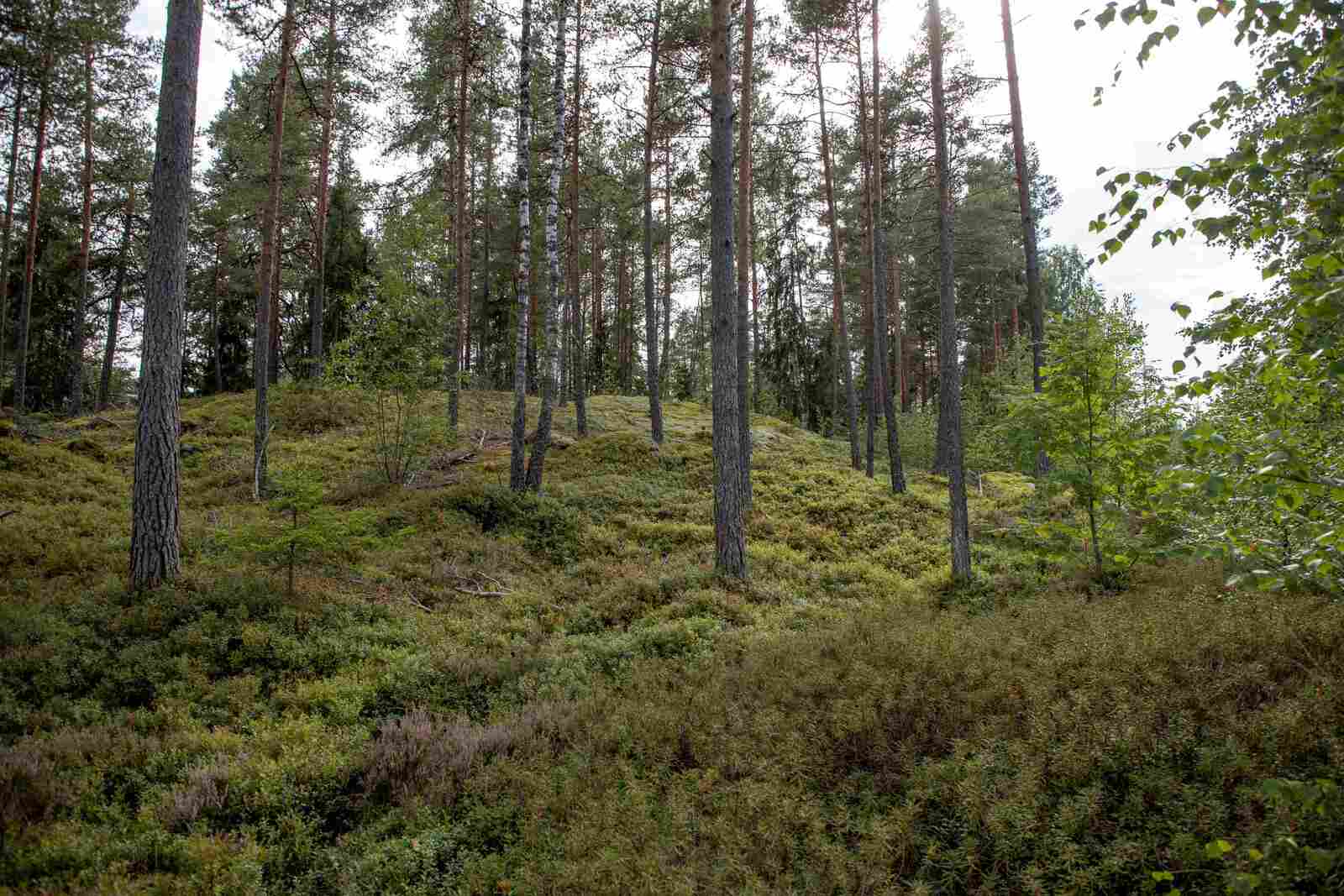 Kumpuilevan kallioinen mäntymetsä.