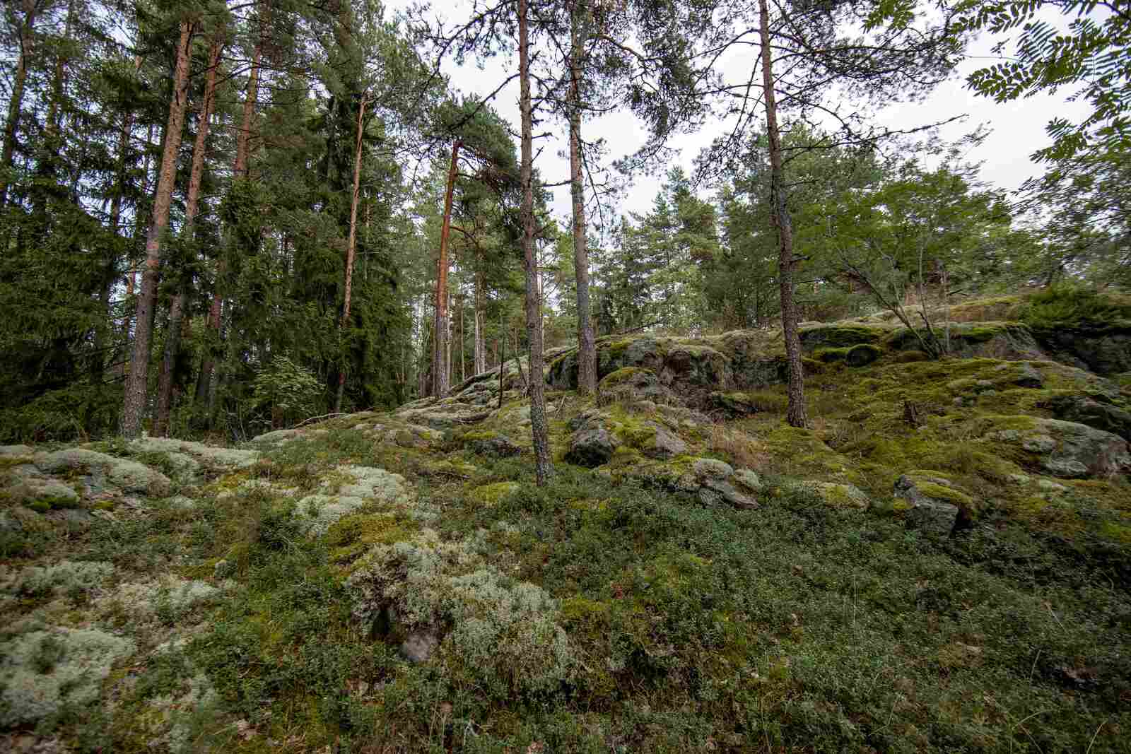 Kumpuilevan kallioinen mäntymetsä.