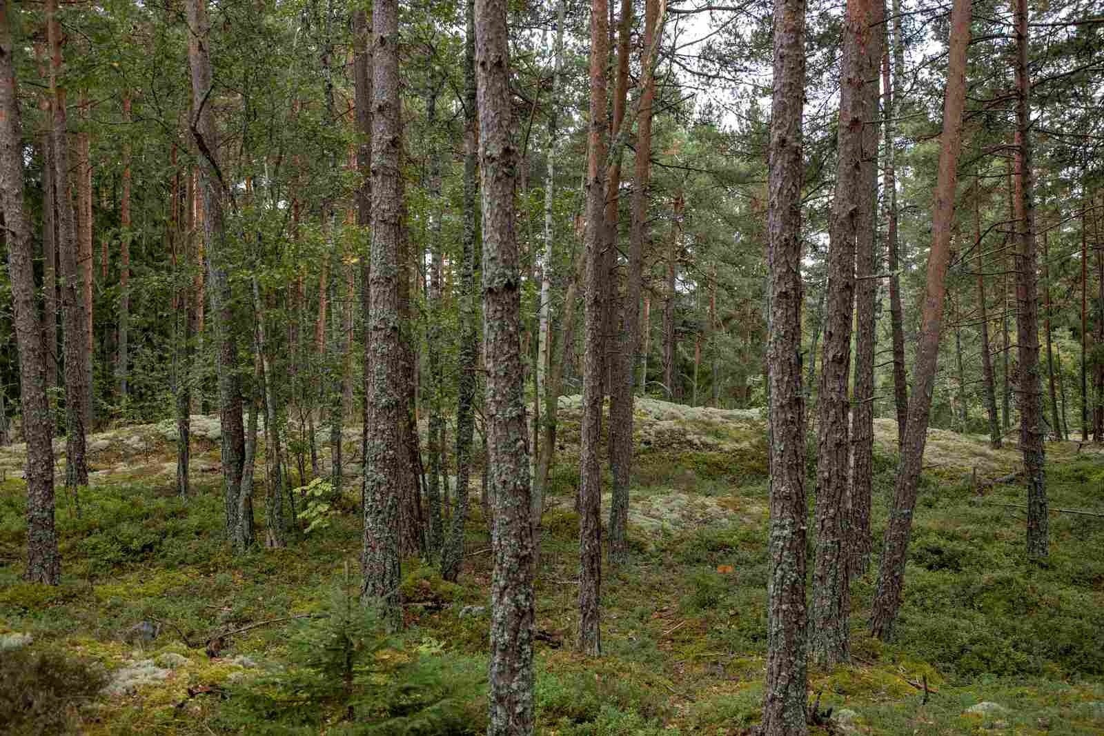 Kumpuilevan kallioinen mäntymetsä.