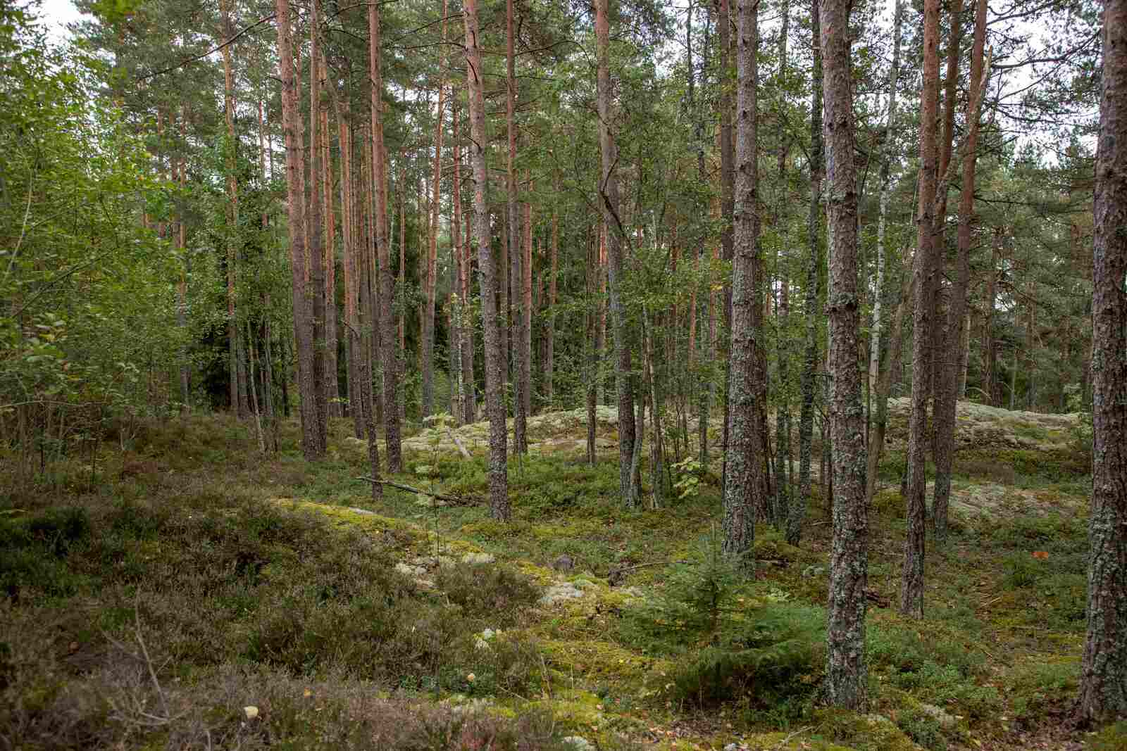 Kumpuilevan kallioinen mäntymetsä.