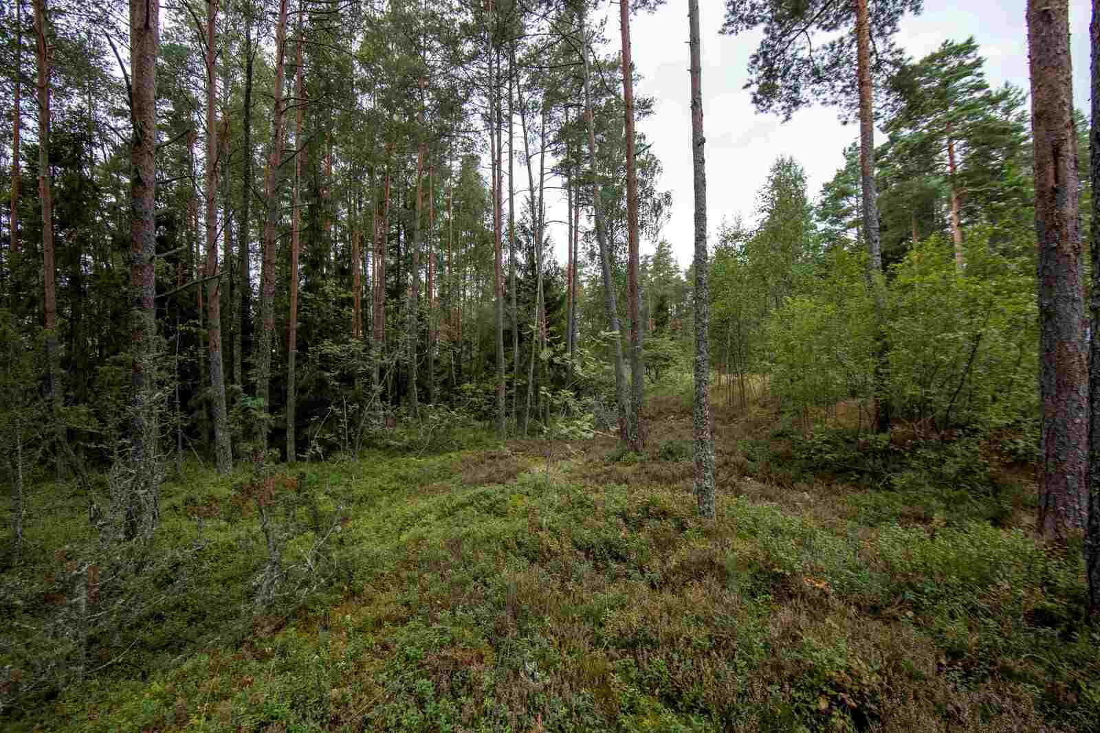 Kumpuileva mäntymetsän maasto.