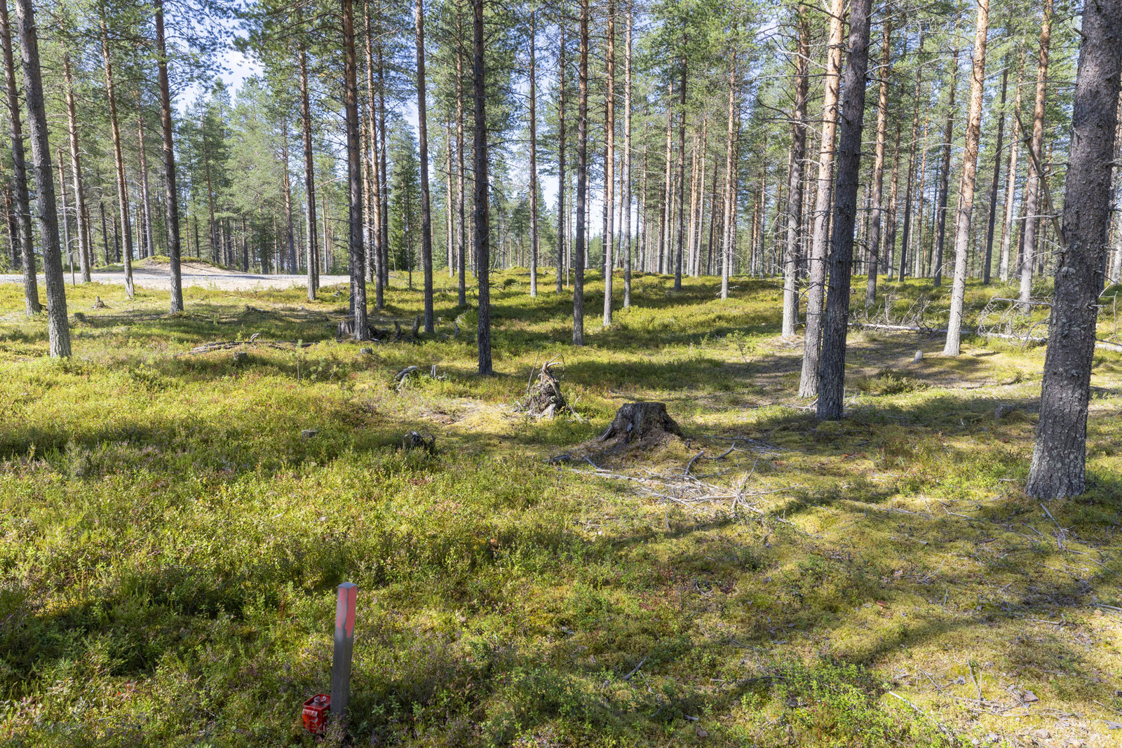 Mäntykankainen valoisa tontti.