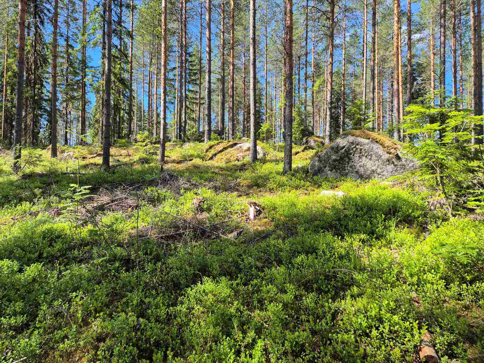 Aurinko paistaa mäntyjä kasvavaan rinteeseen, maassa sammalten alla on isoja kiviä.