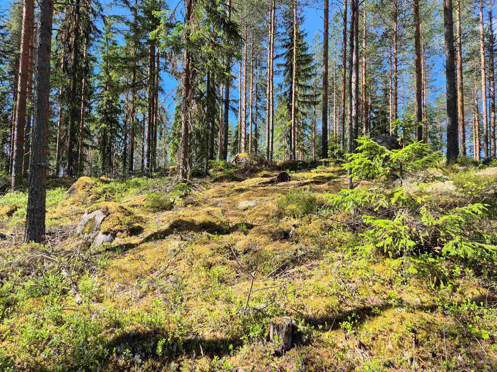 Aurinko paistaa mäntyjä kasvavaan rinteeseen, maassa sammalten alla on isoja kiviä.
