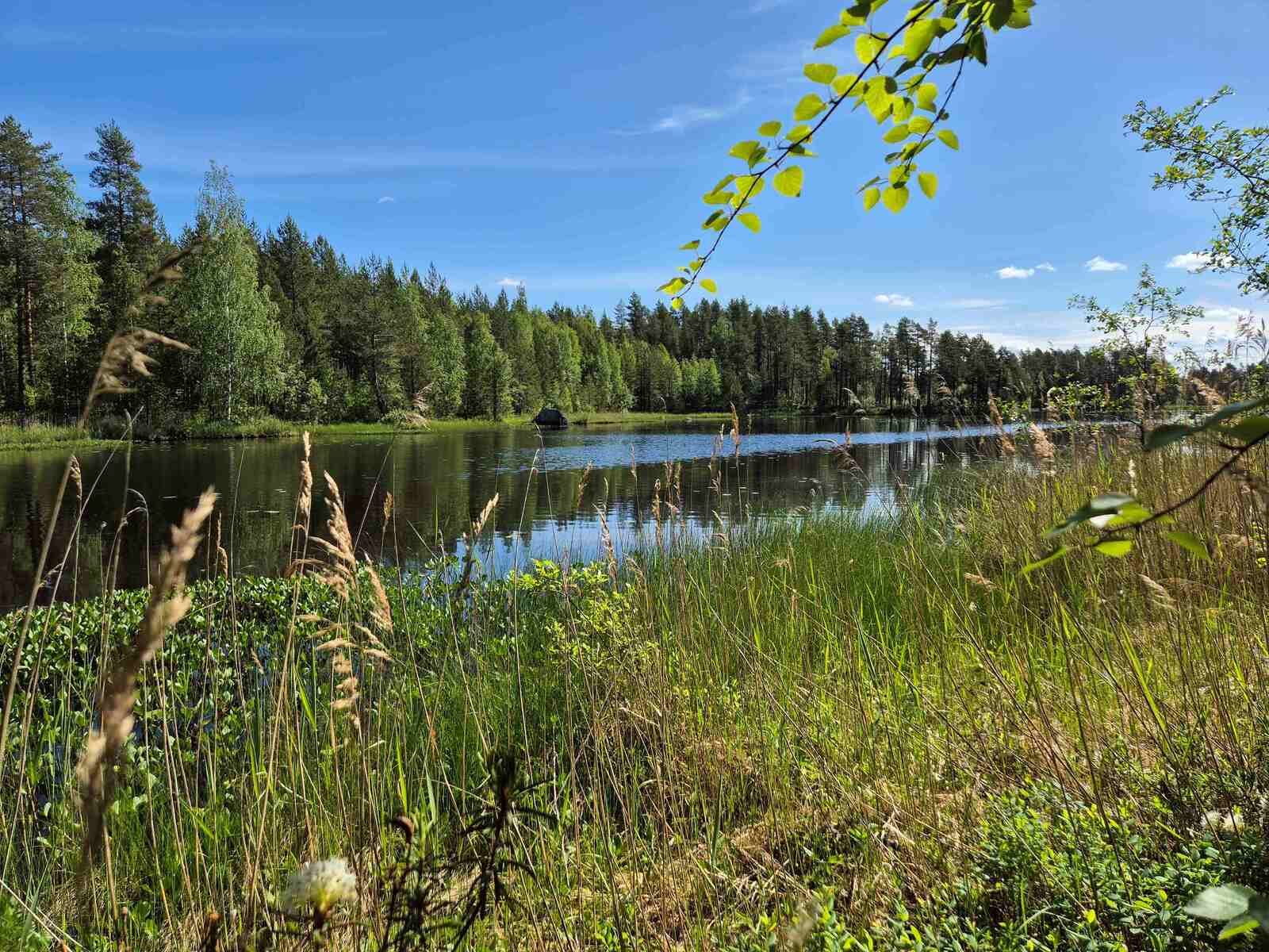 Rannan edessä on paljon ruovikkoa ja vesikasveja, vastaranta on lähellä.