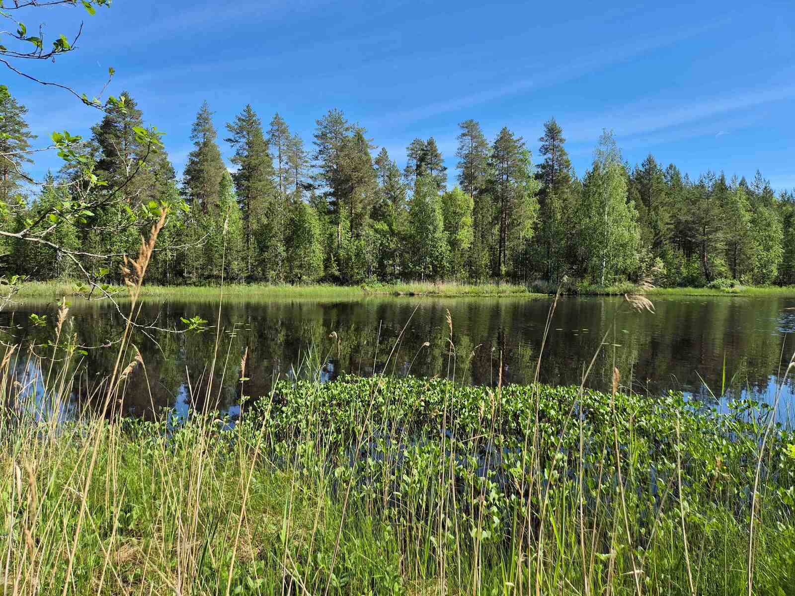 Rannan edessä on paljon ruovikkoa ja vesikasveja, vastaranta on lähellä.