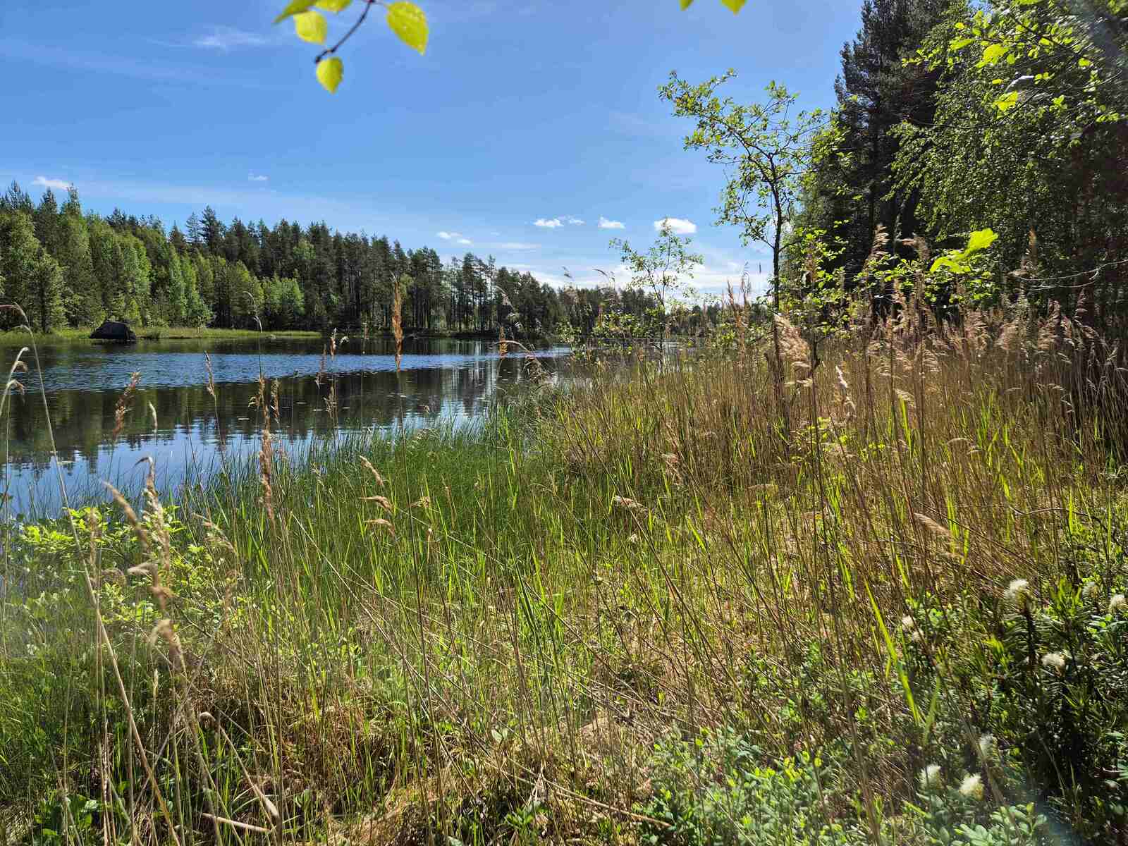 Rannan edessä on paljon ruovikkoa ja vesikasveja, vastaranta on lähellä.